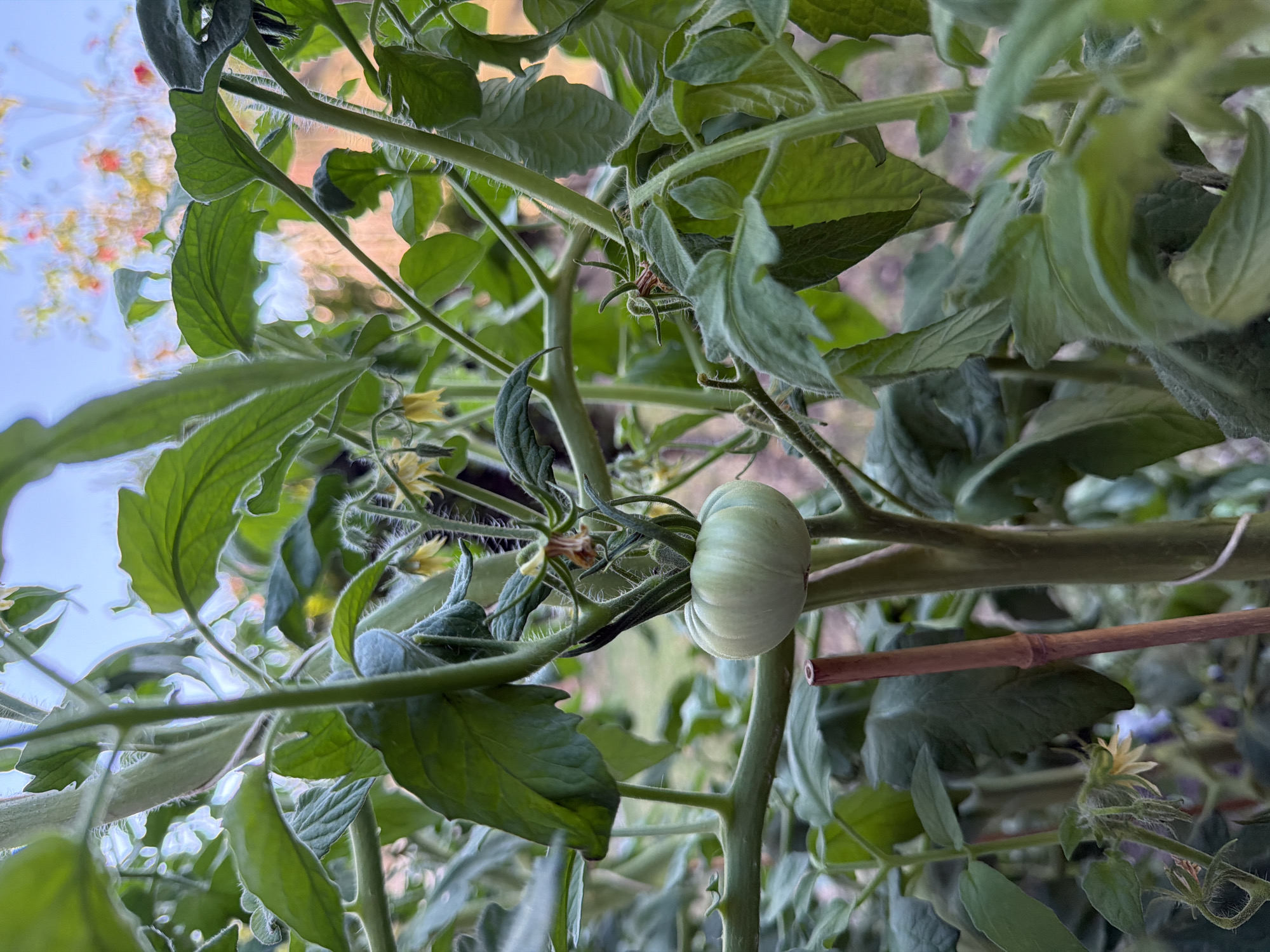 The image is a close-up of a tomato plant with a single green tomato developing. The tomato is round and pale green, with visible ribs at the top. It is supported by a thick, green stem, and surrounded by large, fuzzy green leaves and several small yellow flowers. A thin, wooden stake, likely used for support, is visible to the left of the main stem. The background is blurred, showing hints of other green foliage and a soft, colorful sky, suggesting an outdoor setting. The image was taken in Burgas, Bulgaria.