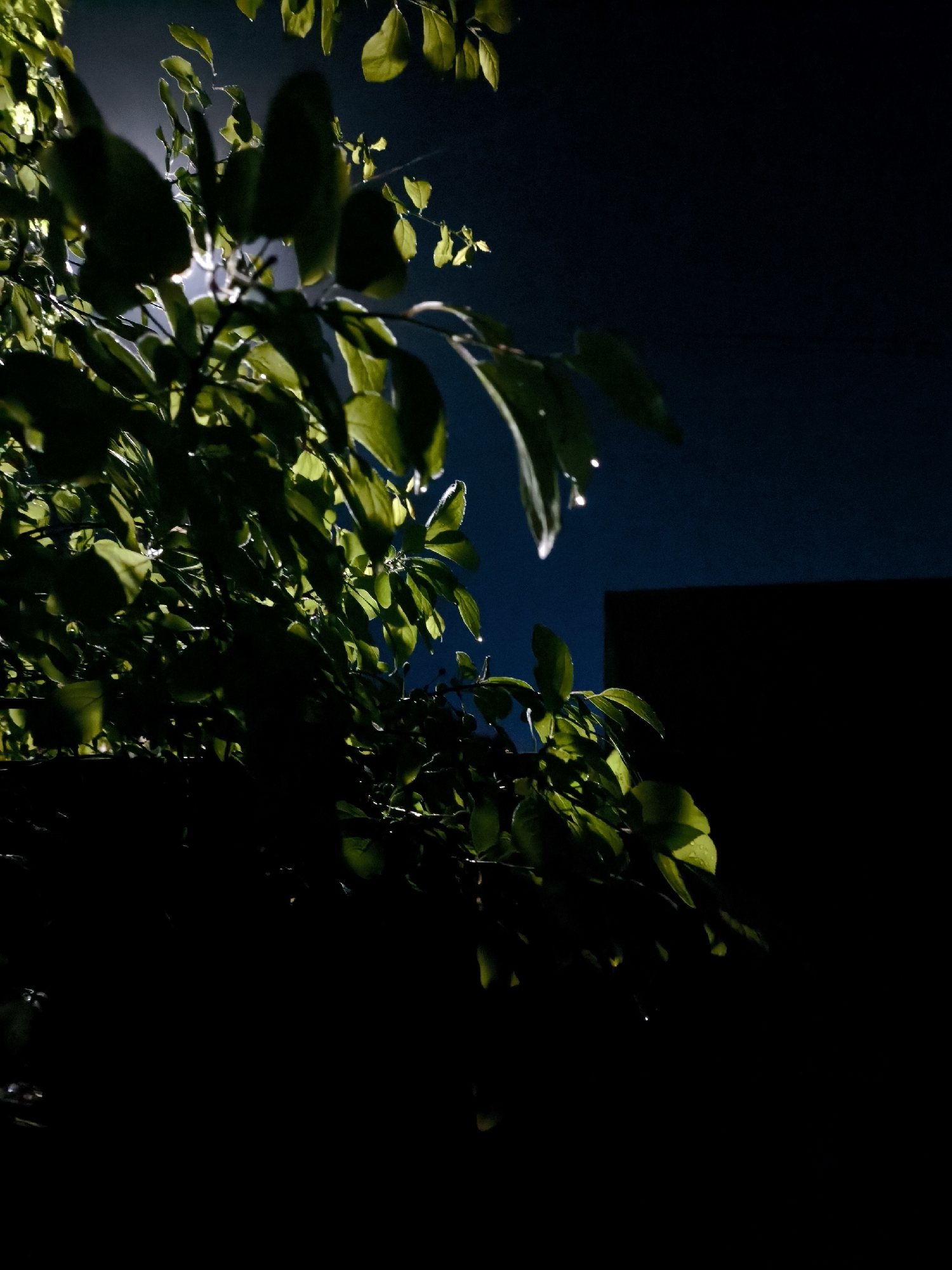 The image depicts a dark, nighttime scene. In the foreground, there is a leafy plant with green leaves, partially illuminated by an unseen light source. Water droplets are visible on some of the leaves. Behind the plant, there is a dark, rectangular structure, potentially a building. The background is a dark blue, suggesting a night sky. The location is Unknown, Unknown.