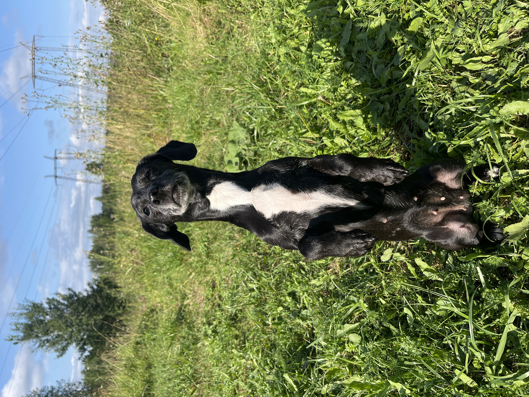An older black and white dog is sitting upright in a grassy field on a sunny day. The dog is mostly black with a white chest and has grey around its muzzle. It is looking upwards with its head tilted slightly back. The field is covered in green grass and some scattered dried plants. In the background, there are trees and power lines under a blue sky with scattered clouds. There are no people or other animals visible in the image. The image appears to have been taken outdoors in a rural or semi-rural setting, possibly in or around Nizhny Tagil, Russia, given the presence of power lines which are common in such areas.