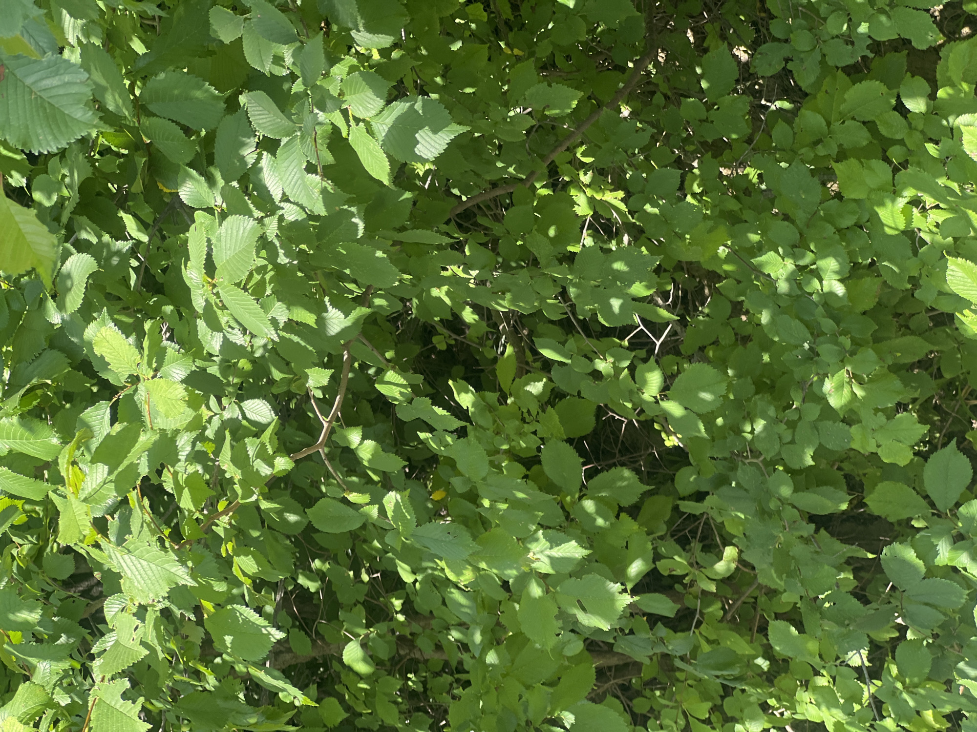 The image shows a close-up, overhead view of dense green foliage from a tree or shrub. Sunlight filters through the leaves, creating dappled shadows. The leaves are ovate with serrated edges and prominent veins. The overall impression is one of lush, natural growth, typical of an outdoor environment. There are no people or man-made objects visible. The image is of an unspecified location within the city of Bârnova, Romania, and provides no specific details about the scene beyond the foliage itself.