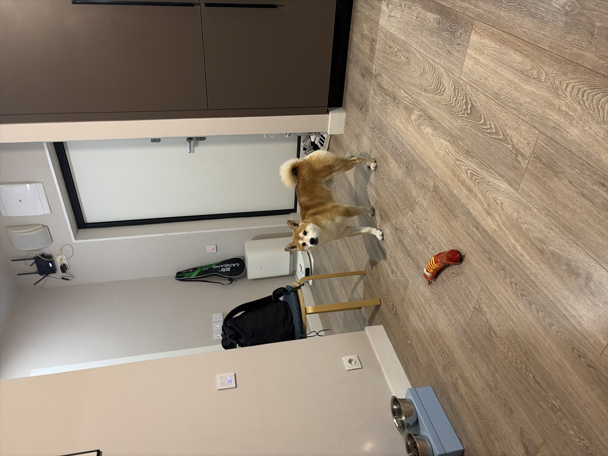 The image shows a Shiba Inu dog standing on a light brown hardwood floor in a room. The dog is tan and white with a fluffy tail and is looking towards the camera. To the right of the dog is a red and yellow toy. To the left of the dog is a light-colored chair, a black bag, and a white object that looks like an air purifier. In the background is a wall with switches and outlets, and a gray cabinet above a white door. In the upper left corner is a ceiling fan and some electronic equipment. In the bottom right corner are two dog bowls. The location is an interior space within a residence of Unknown, Unknown.