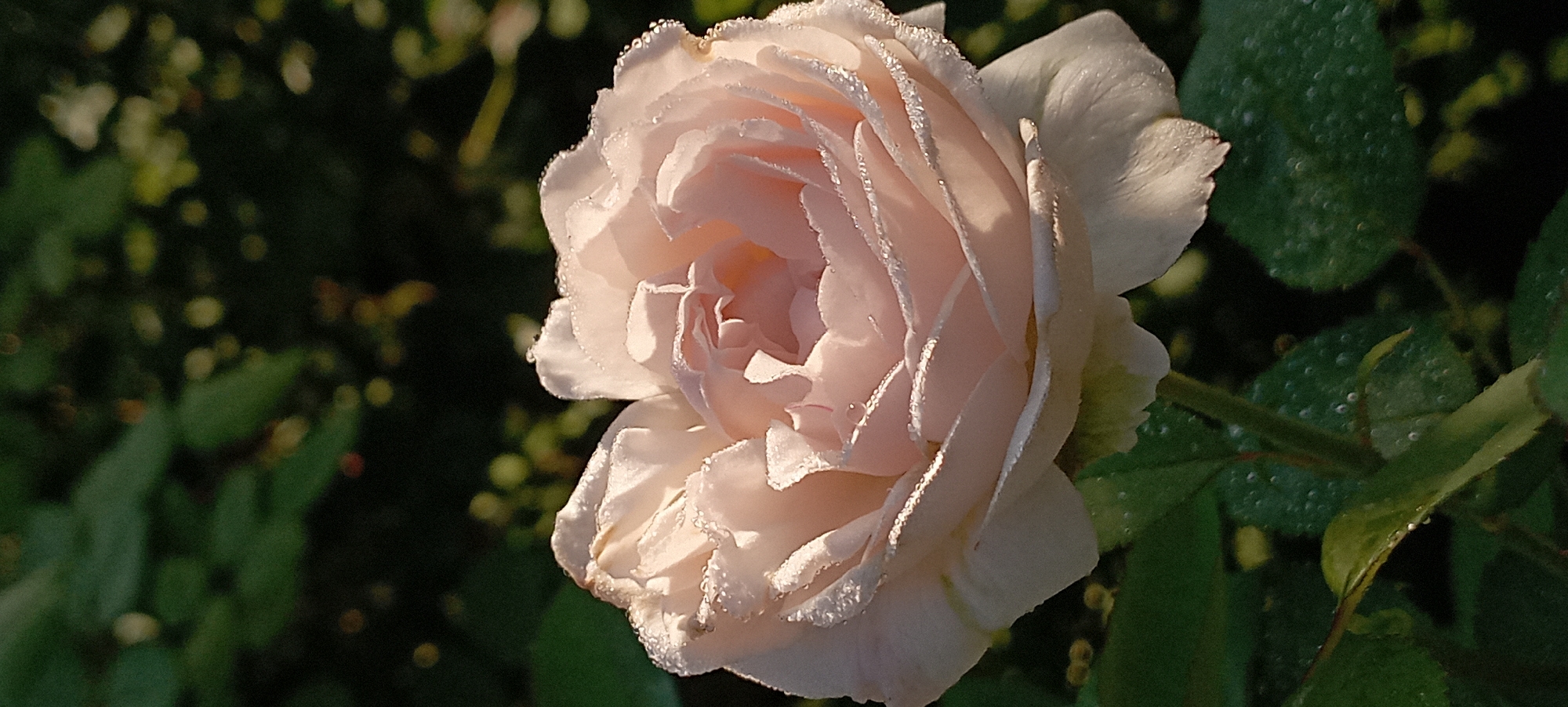 The image shows a close-up of a pale pink rose with dew drops on its petals, set against a dark green, blurred background of foliage. The rose is in full bloom, with its petals gently unfurling. The dew drops are small and sparkling, catching the light. The background is out of focus, creating a soft bokeh effect that makes the rose stand out. The lighting suggests it is either early morning or late afternoon, with the sun casting a warm glow on the flower. There is no information provided about the specific location within Radisne, Ukraine, other than it is a scene of nature. No people, actions, or interactions are depicted.