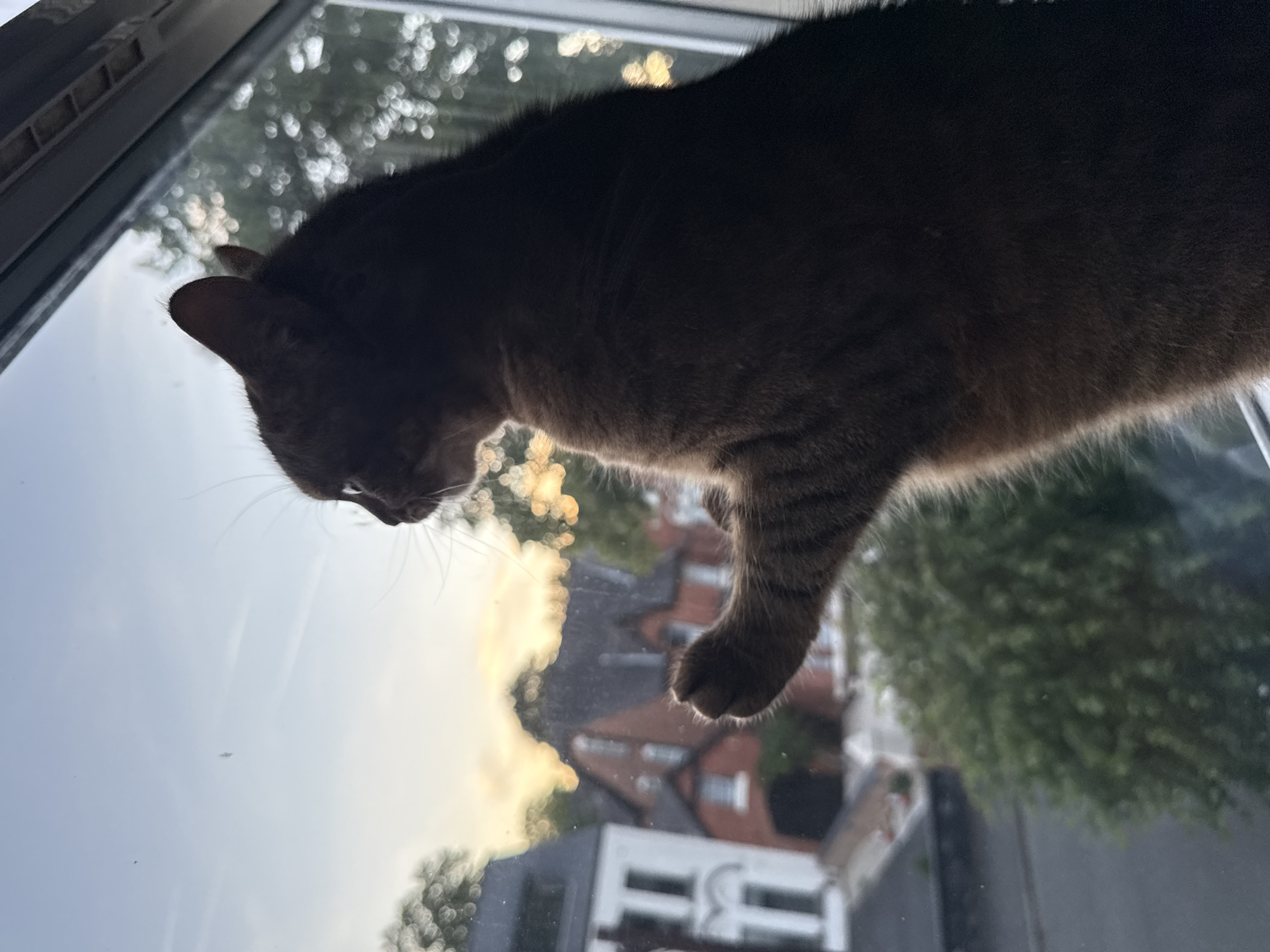 A tabby cat is silhouetted against a window with a view of houses and trees at dusk. The cat is facing away from the camera, looking out the window with one paw raised as if reaching for something. The sky is a pale blue transitioning to yellow and orange near the horizon, indicating sunset. In the background, several houses with pitched roofs are visible, some with white siding and others with red brick. Green trees and foliage dot the landscape, with the branches of a tree outside the window creating a blurred bokeh effect. The scene appears to be set in a residential area.
