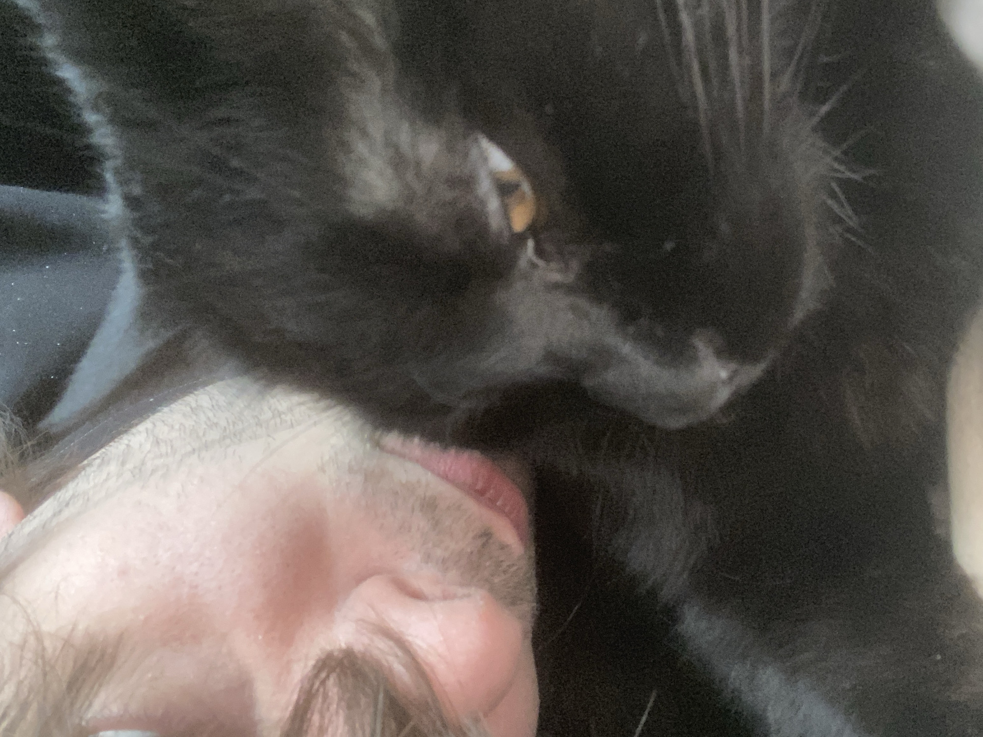A close-up, low-angle shot shows a man's face next to a black cat. The man's face is positioned in the lower left of the frame, with his lips visible and some facial hair. The black cat's head rests close to the man's face, near his lips. One of the cat's eyes is visible, appearing yellow. The rest of the cat and the background are dark and out of focus. The image doesn't contain information about the location or the city of Moscow, Russia.