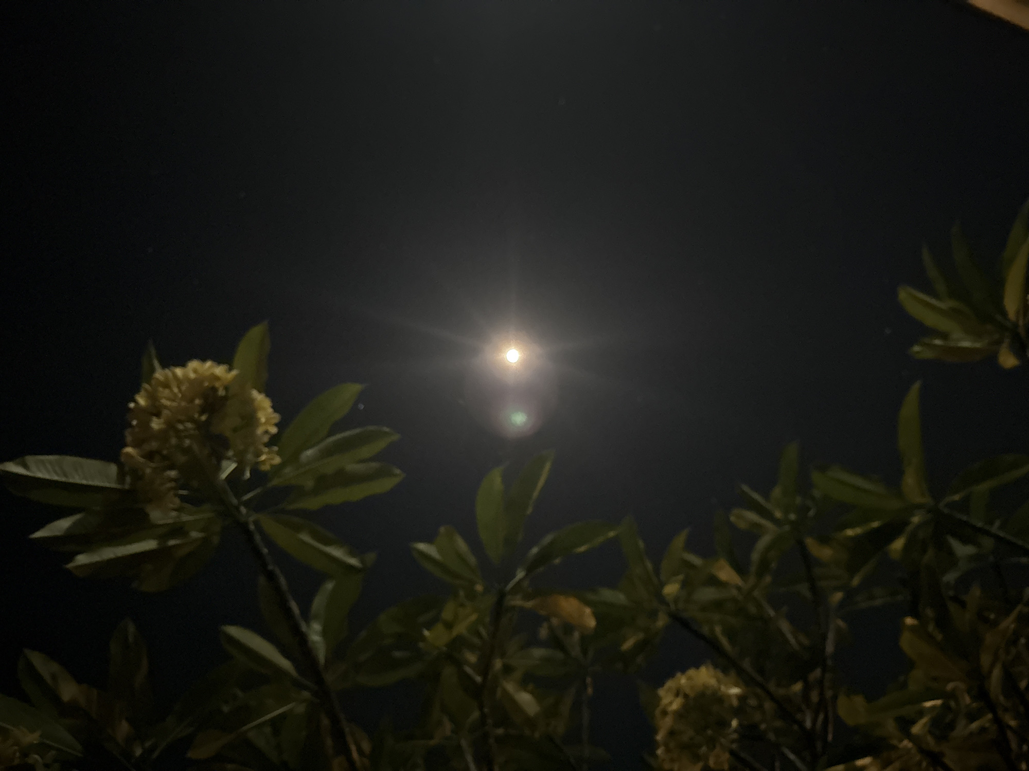 The image shows a night scene in Kuta Selatan, Indonesia. The sky is dark with a bright moon illuminating the scene. In the foreground, there are several plumeria trees with flowers in bloom. The leaves and blossoms are softly lit by the moon, creating shadows and highlights. The focus is on the trees and the night sky with the moon as a central point.