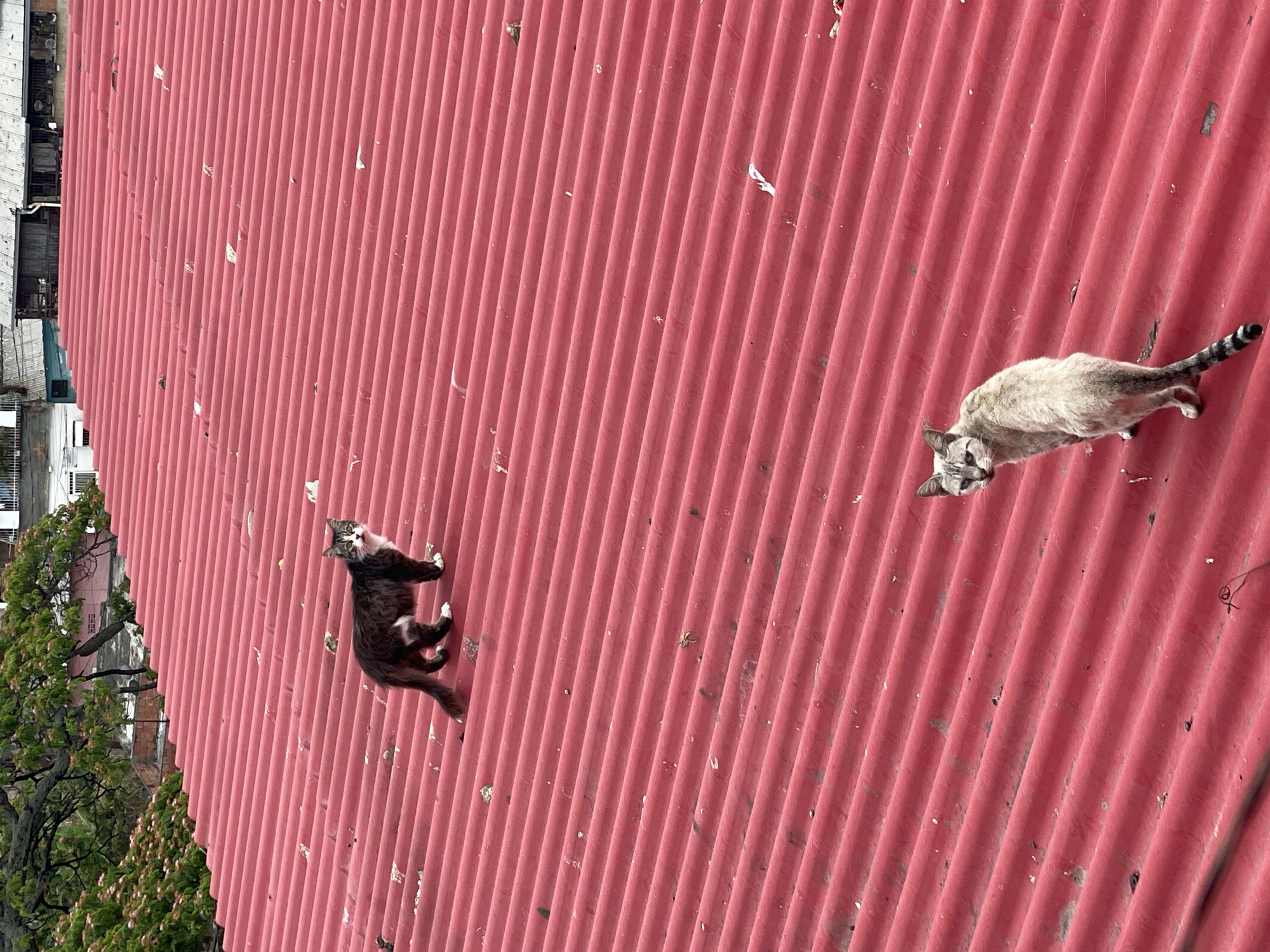 The image shows a red corrugated metal roof in what appears to be a city setting, likely Caracas, Venezuela. Two cats are on the roof. One cat is darker in color and standing near the edge of the roof close to trees and buildings. The other cat is lighter in color and further away, lying down and looking at the viewer. There are white specks on the roof which may be debris. The image has been rotated counter clockwise.