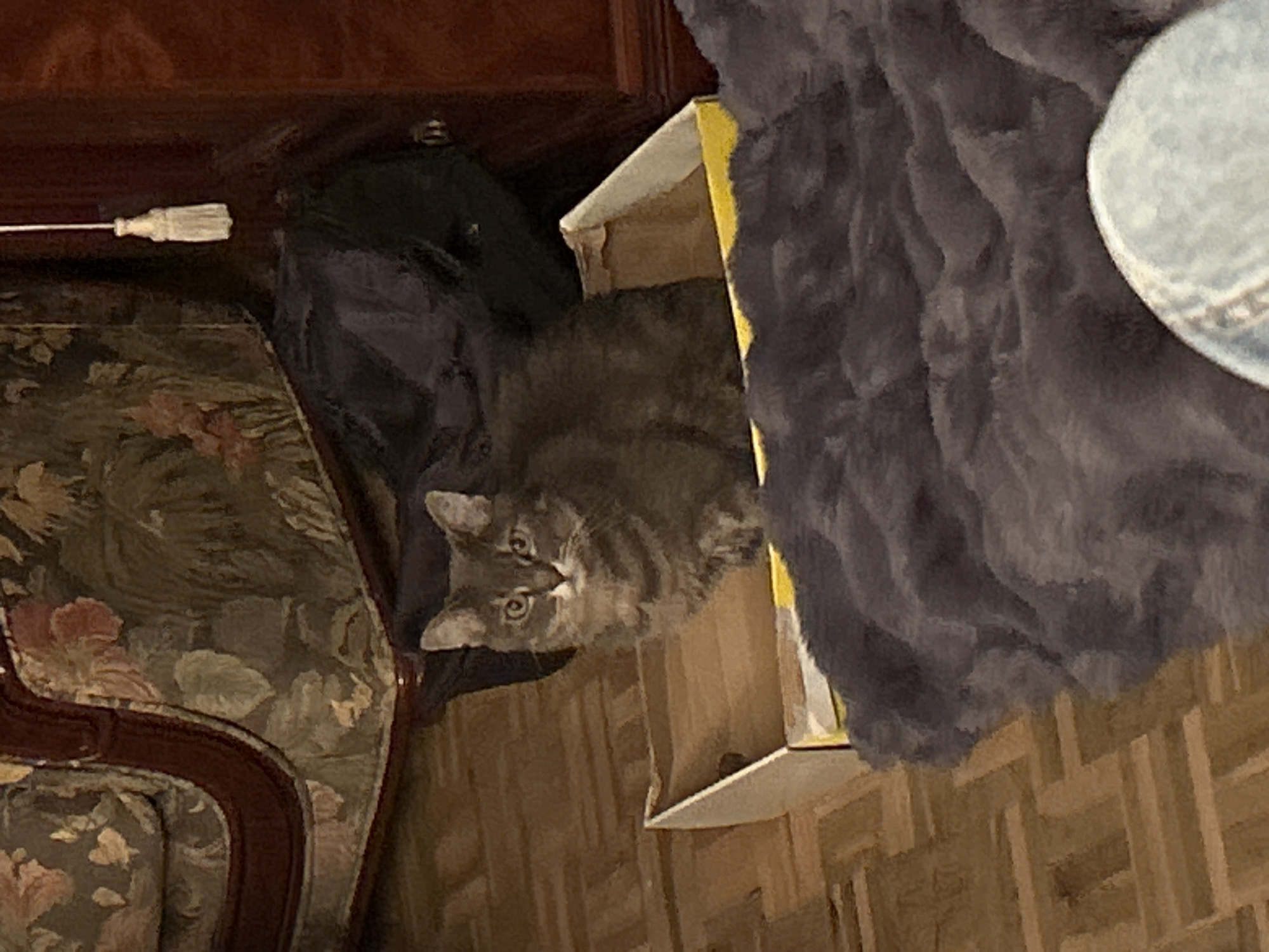 A gray tabby cat is sitting inside a white and yellow box. The box is partially obscured by a gray blanket or fabric on the right. To the left of the box is a dark fabric draped over a floral-patterned chair with a dark wood frame. A small white pull cord is visible near the top left. The background appears to be a hardwood floor.