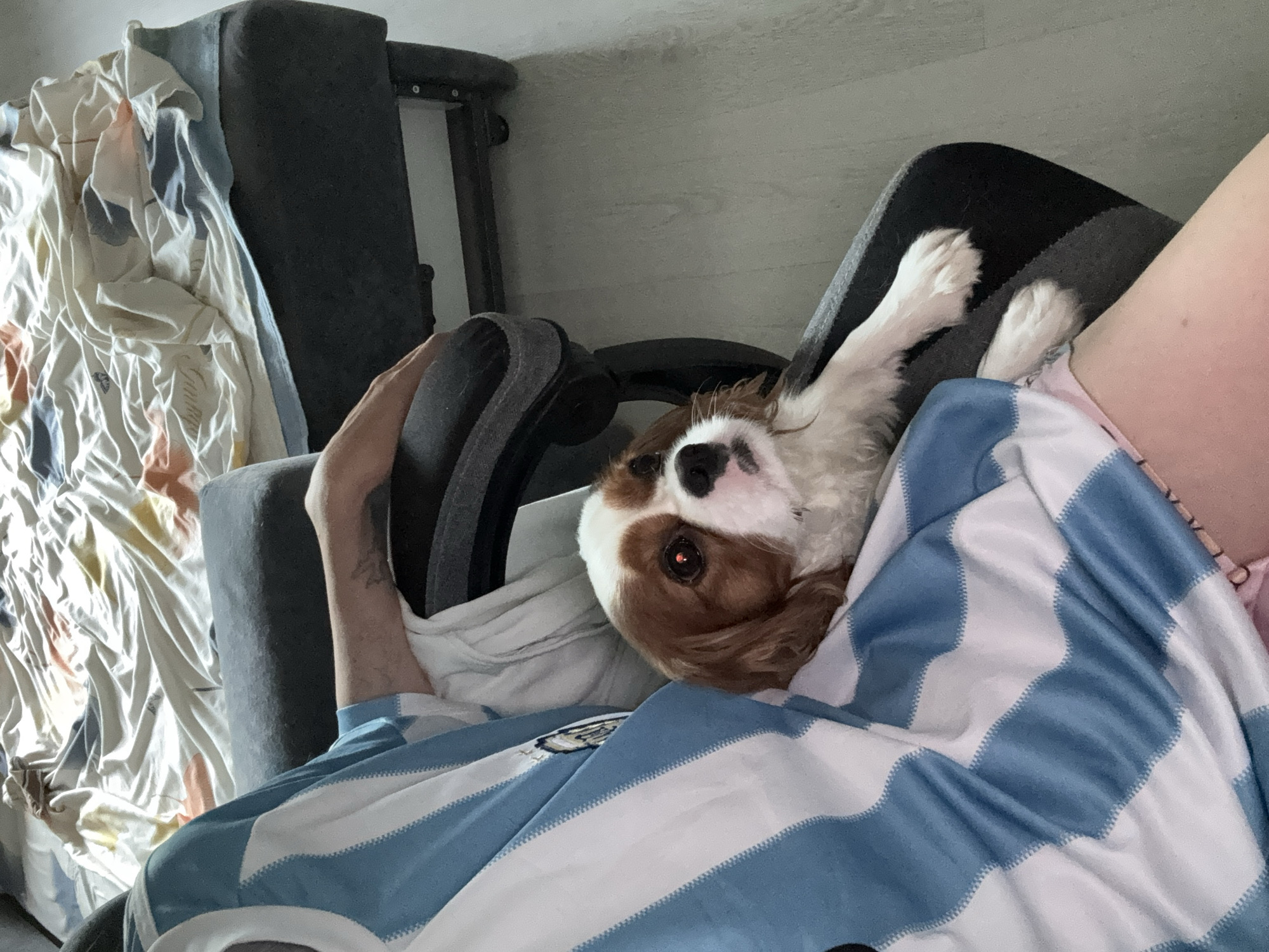 A person is sitting in a chair with a dog on their lap. The person is wearing a blue and white striped shirt. The dog is a Cavalier King Charles Spaniel with brown and white markings. The dog is looking up at the camera. The background is a bed with a patterned comforter. The scene appears to be indoors, likely in a residential setting. The lighting suggests it is daytime, and the overall atmosphere is relaxed and casual.