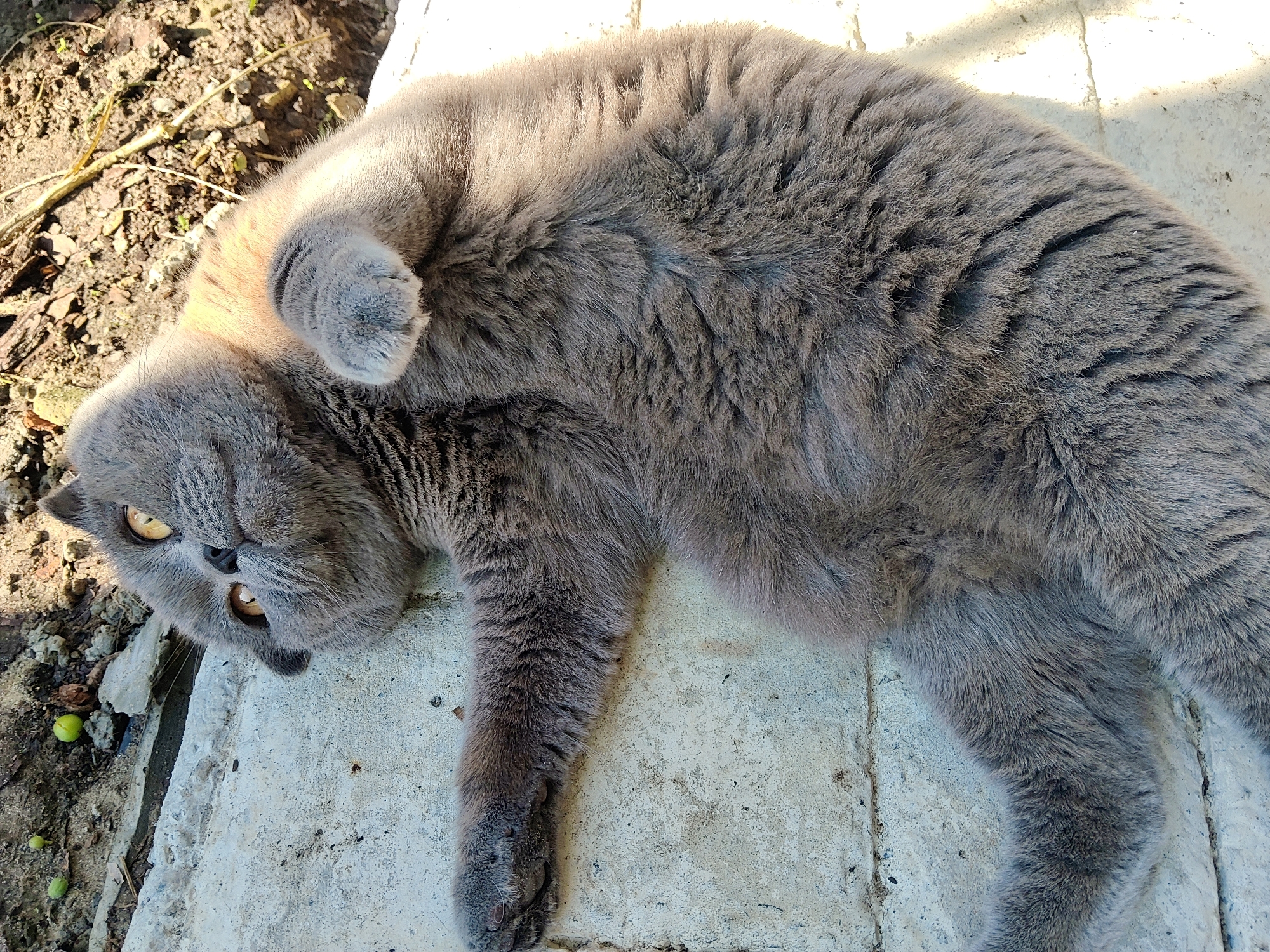 A gray British Shorthair cat lies on its back on a light-colored concrete surface. The cat is outdoors, with soil and some small green fruits visible to the left. The sunlight casts shadows and highlights on the cat's fur. The cat's eyes are open and yellow. The scene appears to be a residential area in Kharkiv, Ukraine.
