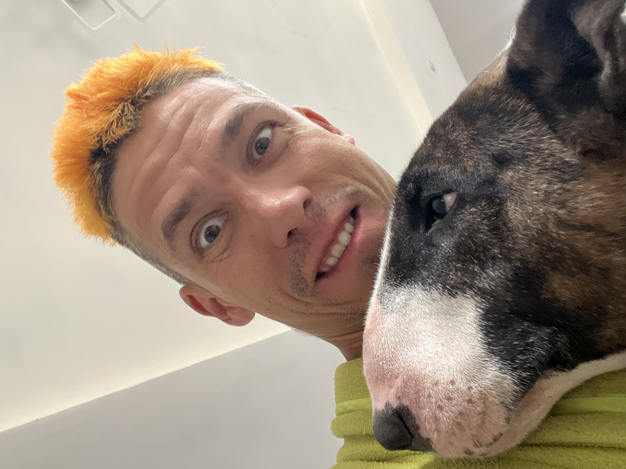 In this close-up, low-angle shot, a man and a dog are positioned together, with the man's head angled towards the camera and the dog's head partially obscuring his face. The man has bright orange-dyed hair and is looking directly at the camera with a surprised or amused expression, his mouth open to reveal his teeth. His right eye is wide open, while his left eye is partially visible. He appears to be wearing a bright yellow garment.
The dog, a bull terrier breed with a distinctive white blaze on its face, is positioned to the right of the man, its head leaning in. The dog's fur is a mix of brown, black, and white. Its eye is visible, looking slightly to the side. The background is a plain, light-colored surface, possibly a wall or ceiling, with some linear features that could be part of a light fixture or architectural detail. The lighting suggests an indoor setting, possibly during the day. There is no visible text in the image. The overall impression is one of playful intimacy between the man and his dog, captured in a spontaneous moment. The location context is Chaikovsky, Russia.