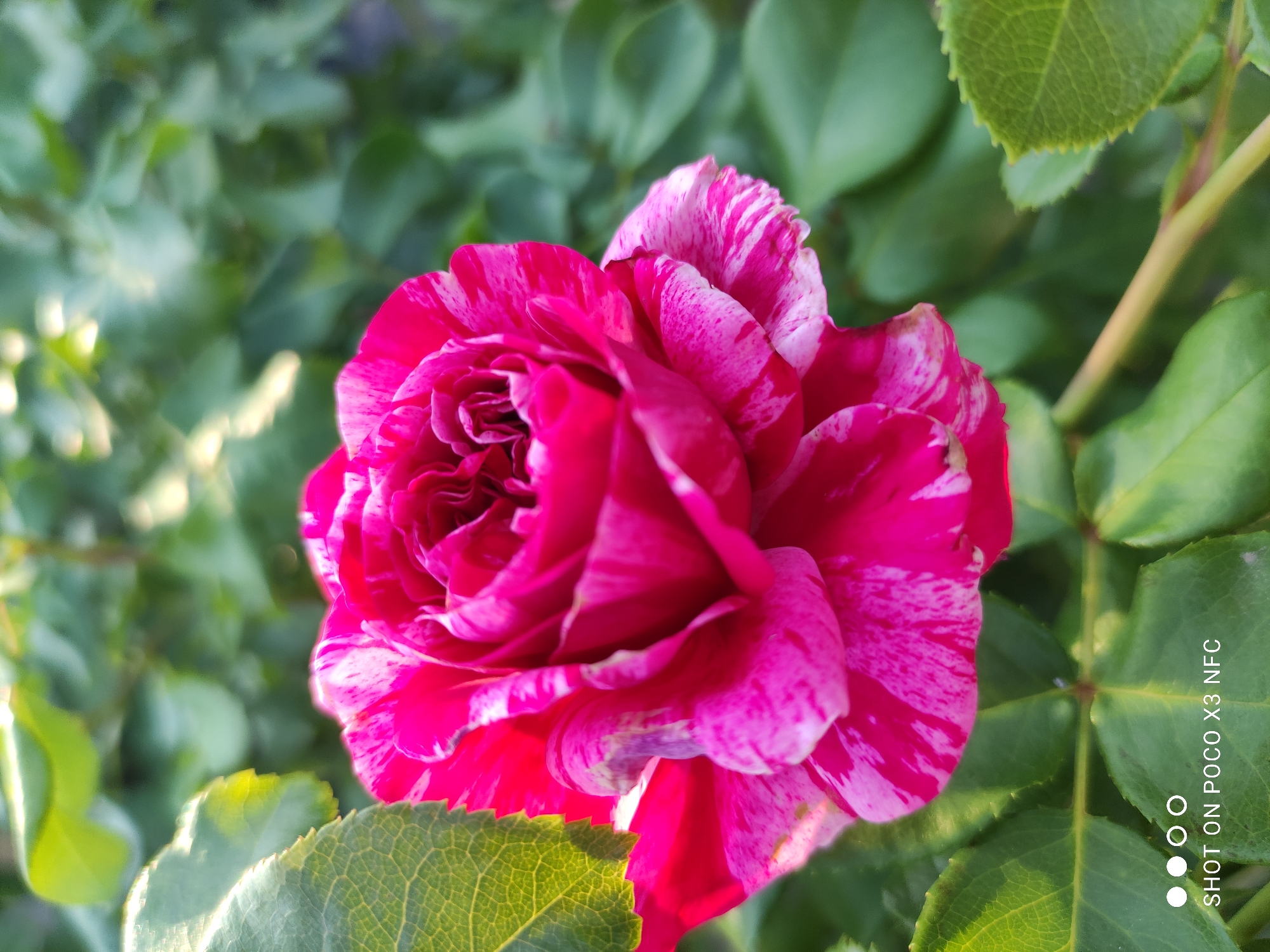 A close-up, eye-level shot captures a pink and white variegated rose in bloom, set against a blurred background of green foliage. The rose is the primary subject, with its tightly packed petals displaying streaks of both bright pink and white. Sunlight illuminates the flower from the left, casting subtle shadows and highlighting the texture of the petals. The surrounding leaves are a vibrant green, with some edges catching the light. The bottom left corner of the image contains a watermark that reads "SHOT ON POCO X3 NFC". The scene is outdoors, likely in a garden or park setting, given the presence of a rose bush and its leaves. There are no people or animals visible in the frame. The overall impression is one of natural beauty and tranquility.