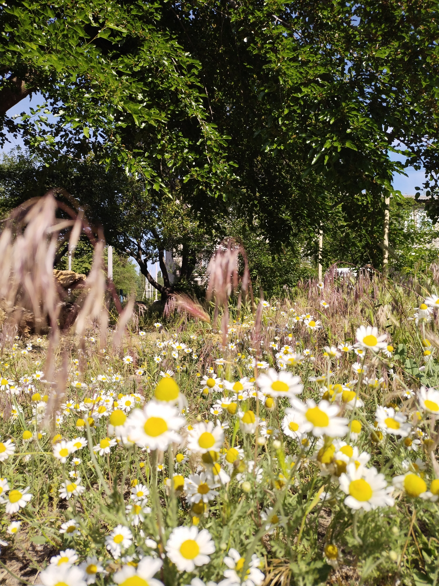 This media file presents a vibrant outdoor scene, likely a natural area or park in Horishni Plavni, Ukraine, bathed in bright sunlight. The foreground and midground are dominated by a dense carpet of small white flowers with distinct yellow centers, strongly resembling chamomile or daisies. Many of these flowers are in sharp focus, while some in the immediate foreground are intentionally blurred, creating a sense of depth.
Taller, dry, feathery grasses or weeds, colored in shades of light brown and tan, are interspersed among the wildflowers, particularly in the midground, adding texture to the scene. The background is filled with large, mature trees featuring dense, dark green foliage, forming a natural canopy. Patches of clear blue sky are visible through the gaps in the tree leaves, indicating a sunny day.
Some tree trunks and branches are visible through the foliage, and faint outlines of what appear to be utility poles or distant structures can be discerned in the far background, partially obscured by the greenery. The scene captures a serene moment in nature with no human activity or visible text. The bright lighting suggests it is daytime, likely late morning or afternoon, during a period of lush growth such as late spring or summer.