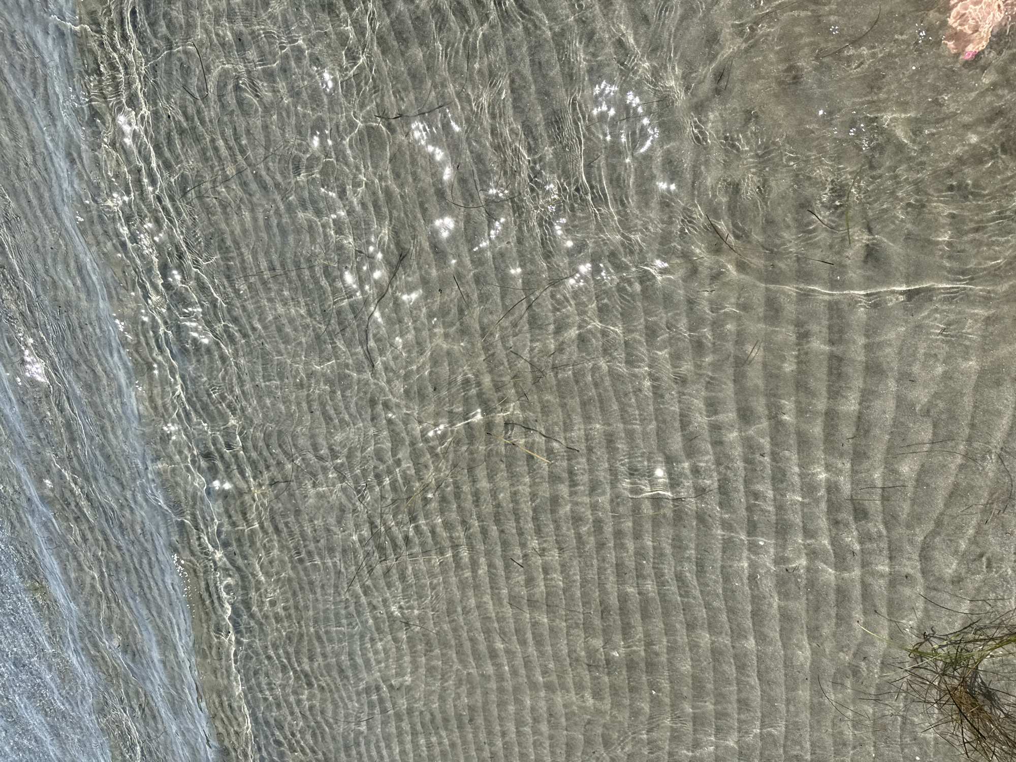 The image shows the shallow waters of the Black Sea on a sandy beach in Pomorie, Bulgaria. The sand beneath the water is rippled, indicating the movement of the tide. Sunlight reflects off the surface of the water, creating shimmering patterns. Some strands of dried seaweed are visible on the seabed. In the bottom right corner, a person's foot, wearing a pink pedicure, is partially visible. The scene depicts a typical summer day at the beach.