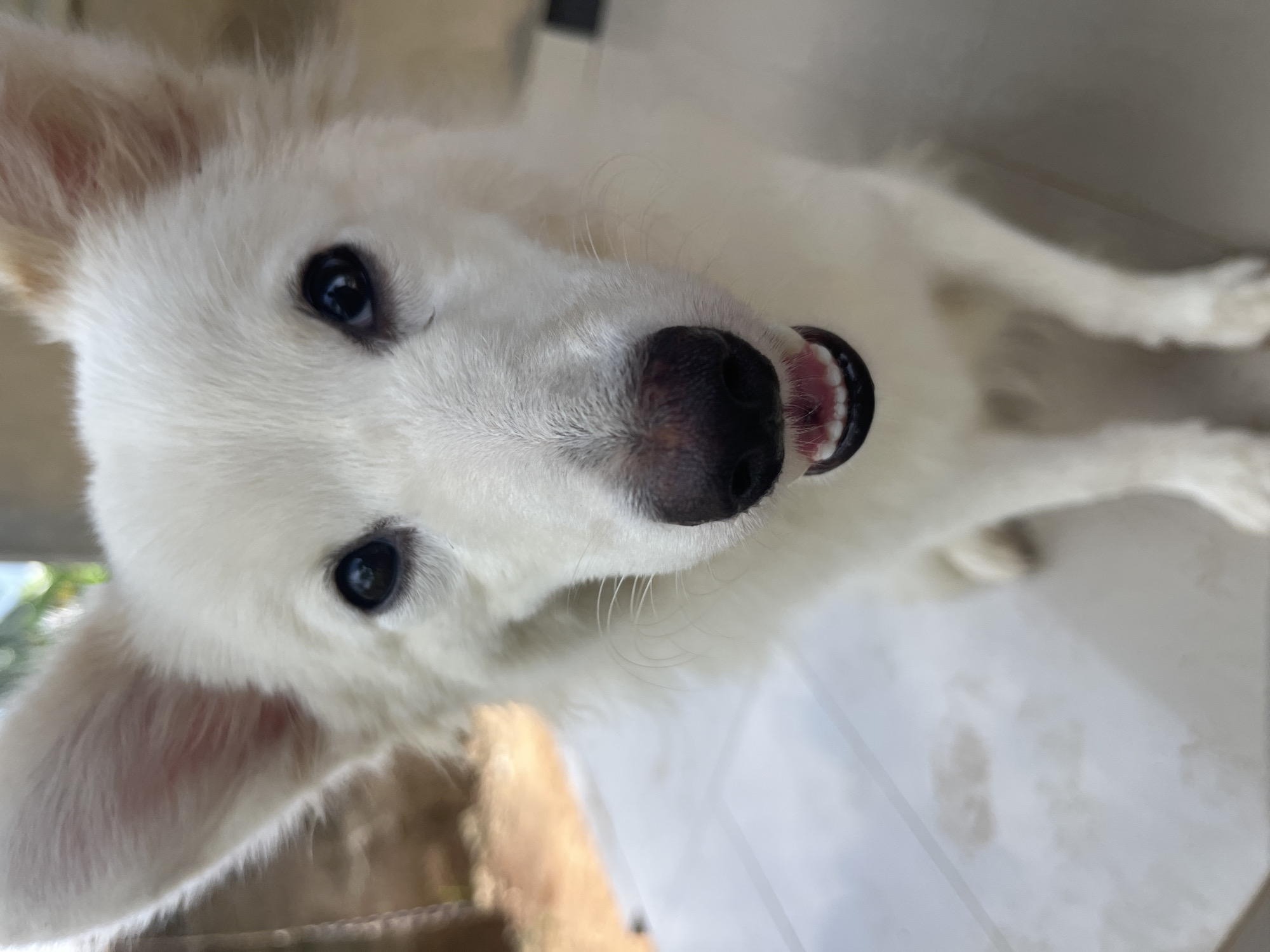 A white dog is looking directly at the camera. The dog is indoors. The floor is white tile. The location is unspecified.