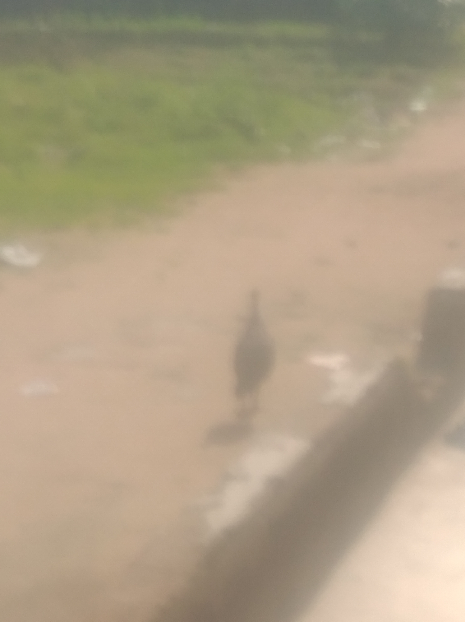 The image shows a blurred outdoor scene, likely a dirt road with some patches of green vegetation in the background. A single, blurry figure of a bird, possibly a chicken or fowl, is visible in the center of the frame, standing on the dirt. There are also some indistinct white objects scattered on the ground. The lighting suggests it is daytime. The image's low resolution and blurriness make it difficult to discern finer details. Without additional information or clearer visual cues, it is impossible to definitively pinpoint the exact location within Jalingo, Nigeria.