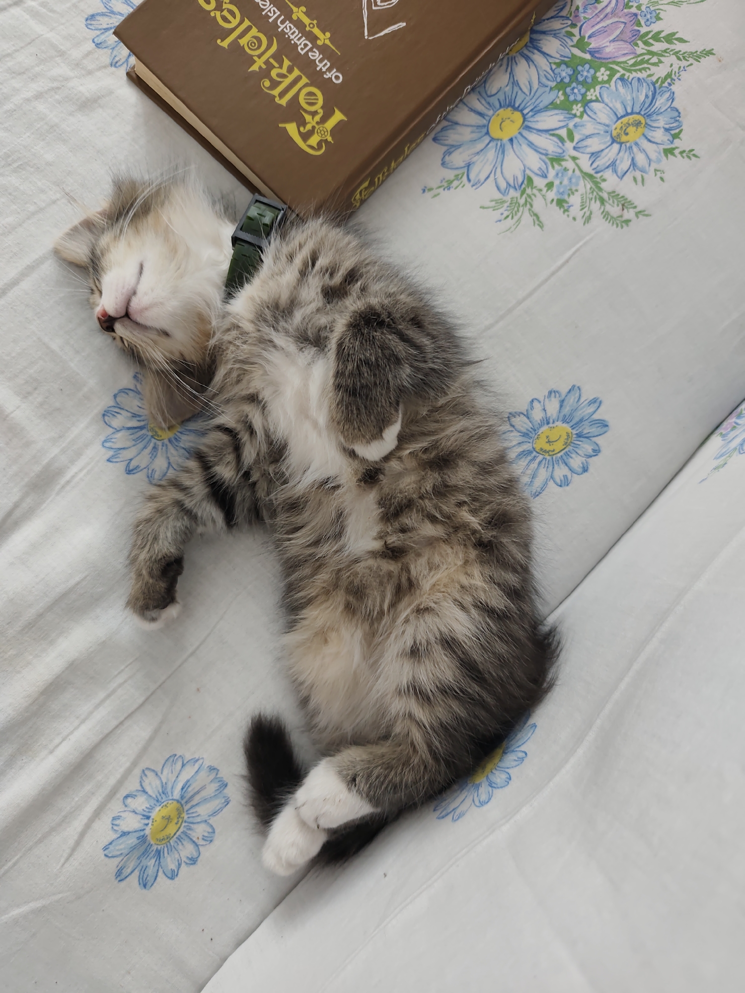 A long-haired kitten sleeps on its back on a white fabric with a floral pattern. The kitten is mostly gray and white with tabby markings. Its eyes are closed and its paws are in the air. A dark green collar is around its neck. To the left of the kitten is a brown book with yellow lettering that reads "Folk-Tales of the British Isles." The scene appears to be indoors, possibly on a bed or sofa, in Durlești, Moldova.