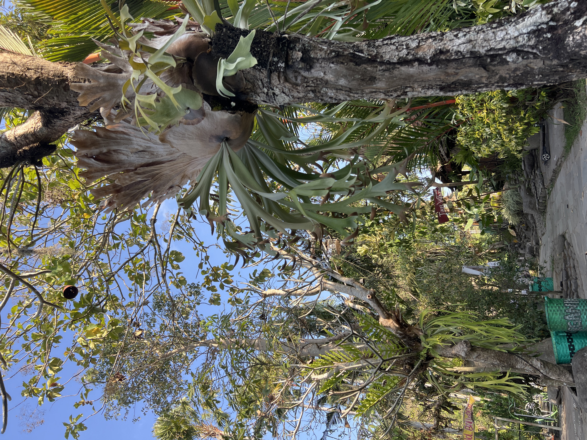 This image captures a lush, green outdoor scene, likely a garden or park, with several trees and a path. A large staghorn fern, characterized by its large, leaf-like fronds, is prominently displayed growing on the trunk of a tree in the foreground. The fronds of the fern are a light brown and green color, and they are cascading downwards. In the background, there are more trees with green leaves, some of which appear to be palm trees. A paved pathway winds through the scene, with several decorative rocks and some green bins visible along the side. A small, dark-colored scooter is parked on the path near a bush. In the far left of the image, a sign with red lettering is partially visible, and a swing set structure can be seen. The sky is clear and blue, suggesting a sunny day. The overall impression is one of a vibrant and well-maintained natural space. The location is identified as Tlogoadi, Indonesia.