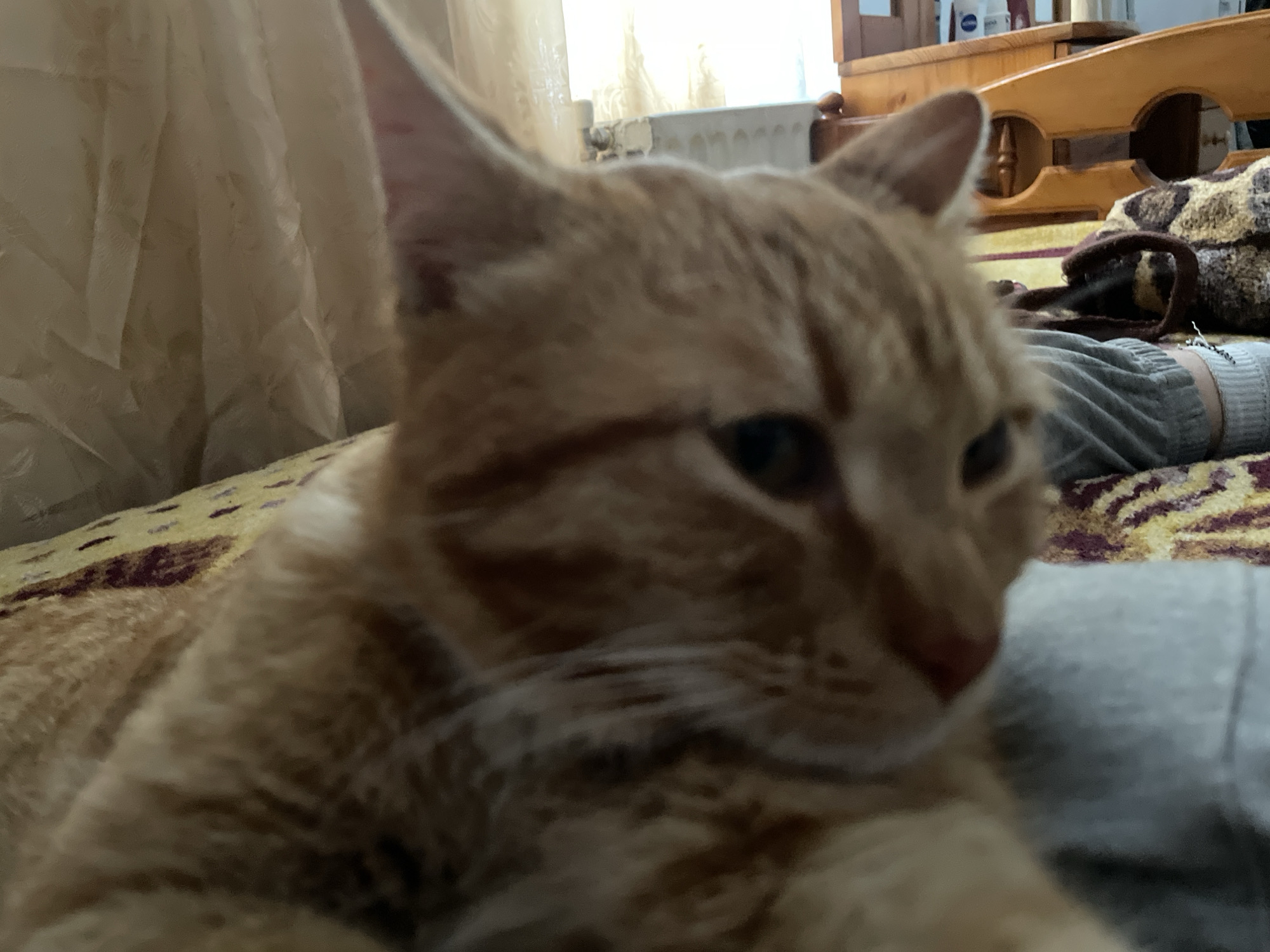 A close-up shot depicts an orange tabby cat indoors. The cat is lying down, partially visible on a patterned blanket or cushion. Behind the cat, a person is visible, wearing grey sweatpants and socks. A wooden bed frame is in the background, along with a radiator. The image does not offer conclusive evidence to pinpoint a precise location within Zlatograd, Bulgaria.