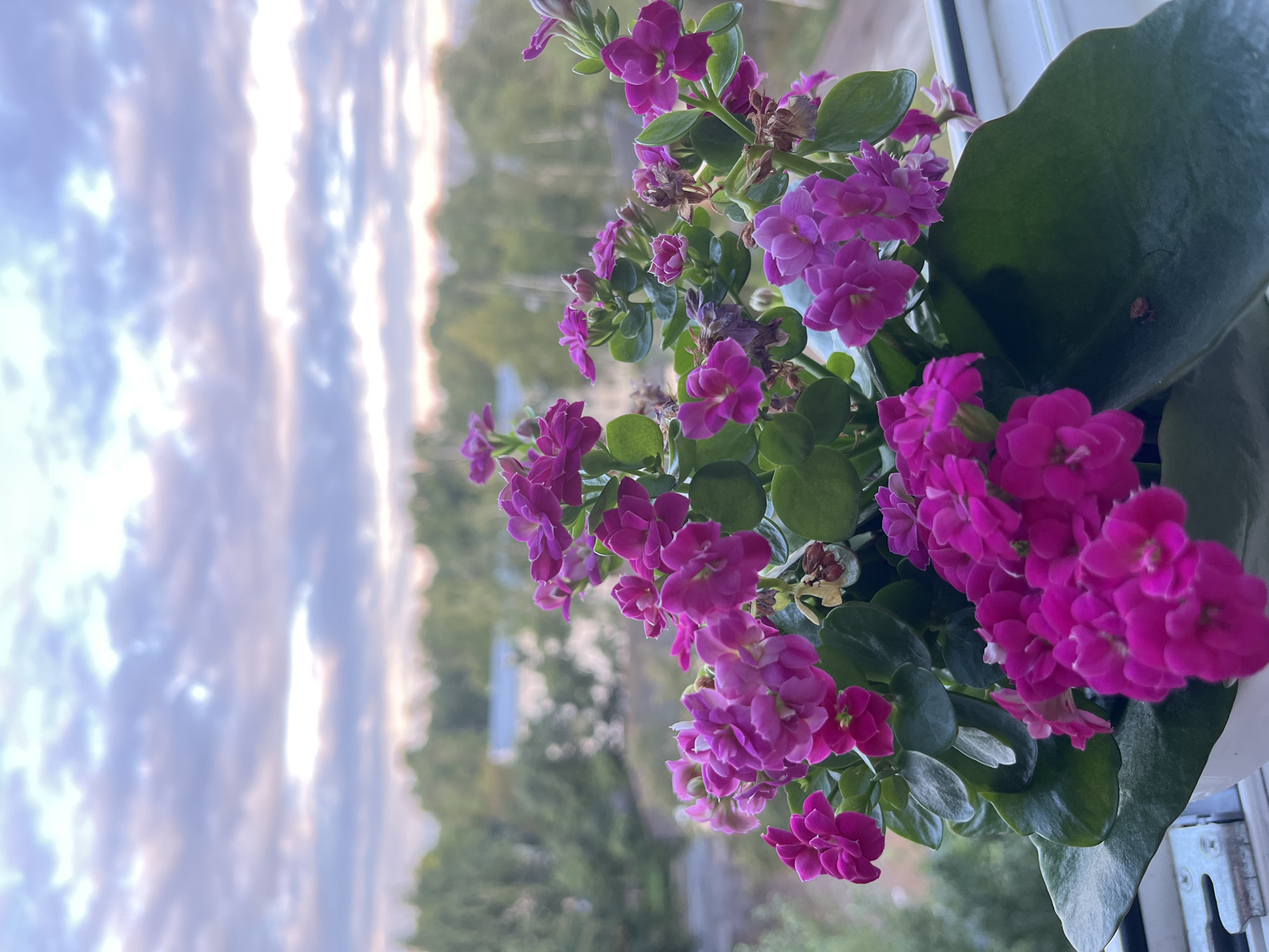 A potted plant with vibrant fuchsia flowers and green leaves sits on a windowsill. In the background, a blurred cityscape unfolds under a cloudy sky, with hints of trees and buildings visible. The scene appears to be set in the city of Chaikovsky, Russia, judging by the unique architectural elements of the window frame and the soft, diffused natural light characteristic of the region. There are no people or animals in the frame.