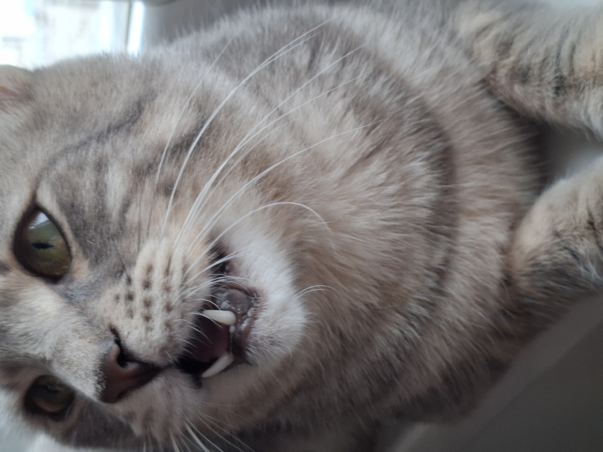 A domestic cat, exhibiting a grey and brown tabby coat pattern, is depicted in a close-up, head-and-shoulders portrait. The cat's mouth is open, revealing prominent white canines and smaller incisors. Its eyes are green, with a direct, slightly upward gaze towards the upper left portion of the frame. Numerous long, white vibrissae extend from the muzzle. The fur on the chest is visible, continuing the tabby pattern. The background is out-of-focus, consisting of a light-colored interior surface, possibly a windowsill or wall, with a diffuse bright area suggesting a window or light source to the right. The scene is located in Novi Sad, Serbia.