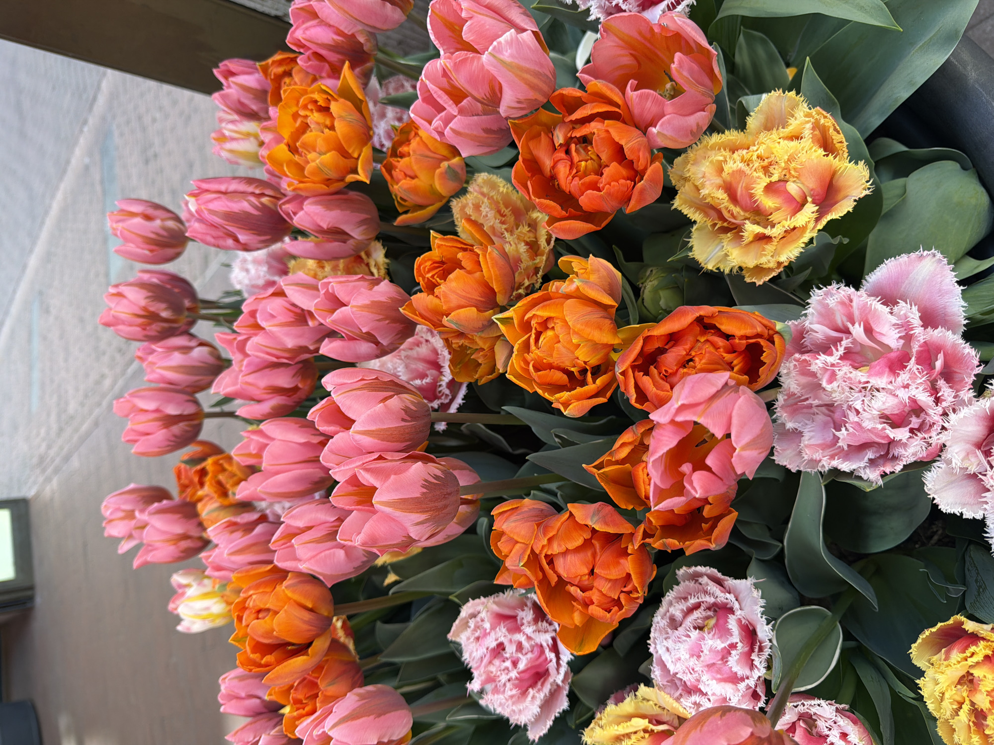 A vibrant and densely packed display of various tulip varieties is captured from a slightly overhead perspective, likely in Amsterdam, Netherlands, known for its extensive tulip culture. The image is dominated by an abundance of blossoms in rich hues of pink, orange, and yellow.
The tulips exhibit diverse forms: many are classic cup-shaped, some are double-flowered resembling peonies, and notably, several have intricately fringed or ruffled petals, particularly evident in the yellow, light orange, and pale pink varieties. The pink tulips display a range from solid bright pink to variegated patterns with darker streaks. The orange tulips are mostly double-flowered and deep-toned. The fringed tulips showcase delicate, almost crispy-looking edges in shades of yellow-orange and soft pink, adding significant textural contrast.
Dark green leaves are visible interspersed among the flowers, providing a lush backdrop and highlighting the vibrant colors of the petals. The lighting is bright and natural, suggesting daytime. The background on the left side shows a soft, light-colored surface, possibly a window or wall, with a hint of a darker, possibly wooden, frame at the top. No human subjects or discernible activities are present, and there is no visible text in the image. The scene captures the beauty and variety of spring flowers, arranged for display.