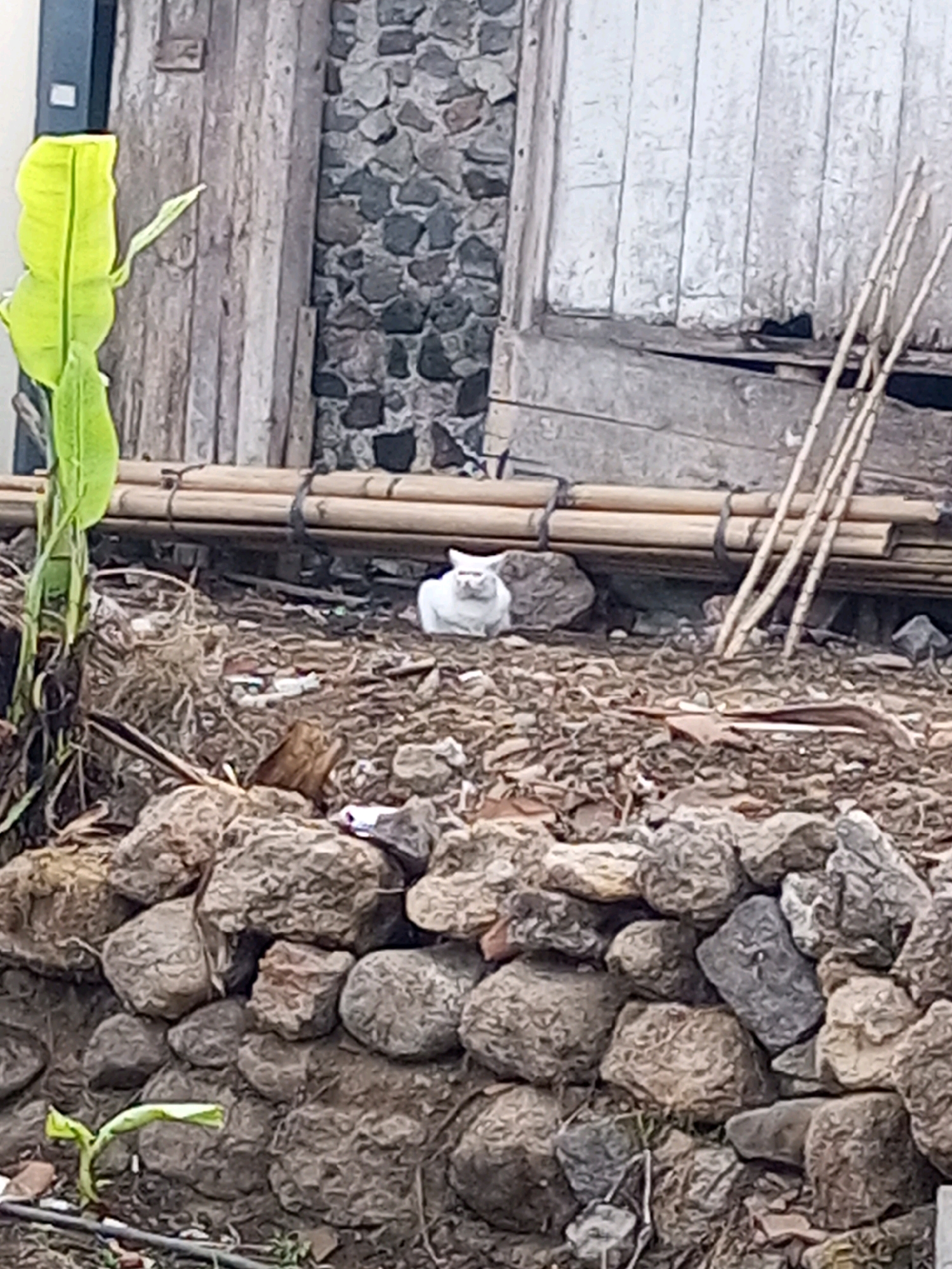 A white cat sits on a pile of debris behind a stone wall. The cat is facing the camera with its eyes open and its ears perked up. The debris consists of rocks, dried leaves, and other organic matter. In the background, there is a wooden structure with a stone wall. To the left of the cat, a large green leaf is visible, and to the right, there are several bamboo stalks. The scene appears to be an outdoor environment, possibly in a rural or semi-rural area. This image does not contain any specific geographical landmarks that would allow for precise location identification within Andongsili, Indonesia.
