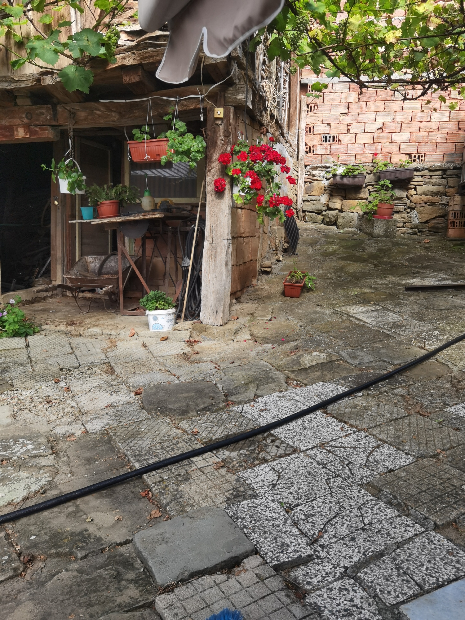 The image depicts a rustic courtyard scene in Lomets, Bulgaria. The ground is paved with large, irregular flagstones, some of which are cracked and worn. A black hose runs diagonally across the foreground.
To the left, a wooden structure with a weathered roof stands partially open, revealing a dark interior. In front of this structure, a rusty wheelbarrow is parked. Hanging from the wooden beams above are several potted plants with green foliage. A small, blue pot and an orange pot with plants sit on a wooden table to the left of the opening.
To the right of the wooden structure, a brick wall with visible mortar and occasional gaps is visible, with a stone wall running along its base. Several potted plants, including one with bright red flowers, are placed on ledges or directly on the stone wall. Another potted plant sits on a concrete block in the foreground to the right.
The overall impression is one of a lived-in, somewhat neglected outdoor space, likely a backyard or garden area, showcasing a mix of natural elements and utilitarian objects.