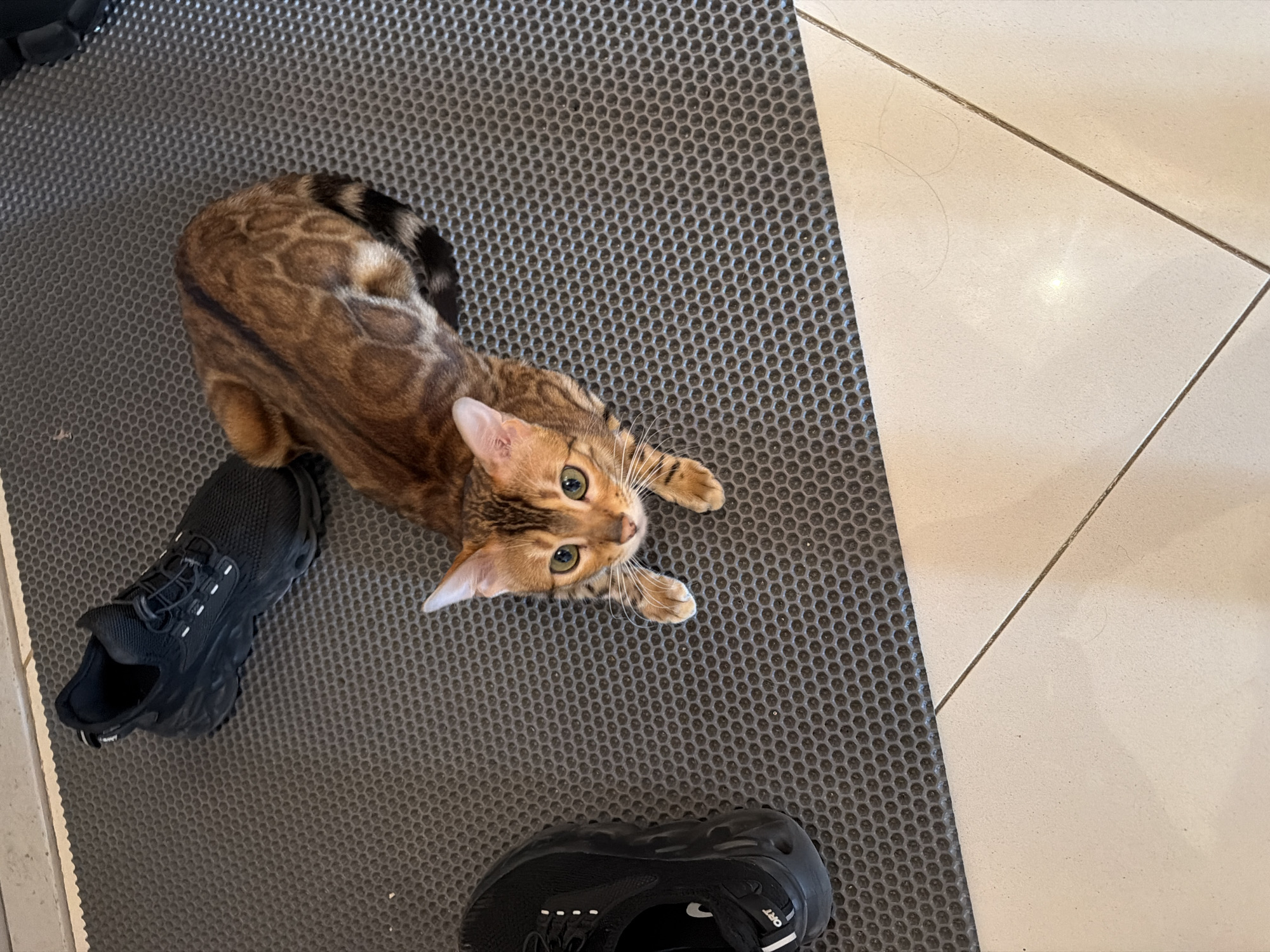 A Bengal cat lies on a dark gray, honeycomb-patterned mat. Beside the cat are two black running shoes. The background includes a tiled floor. The location is unknown but presumed to be indoors. The city is not discernable.