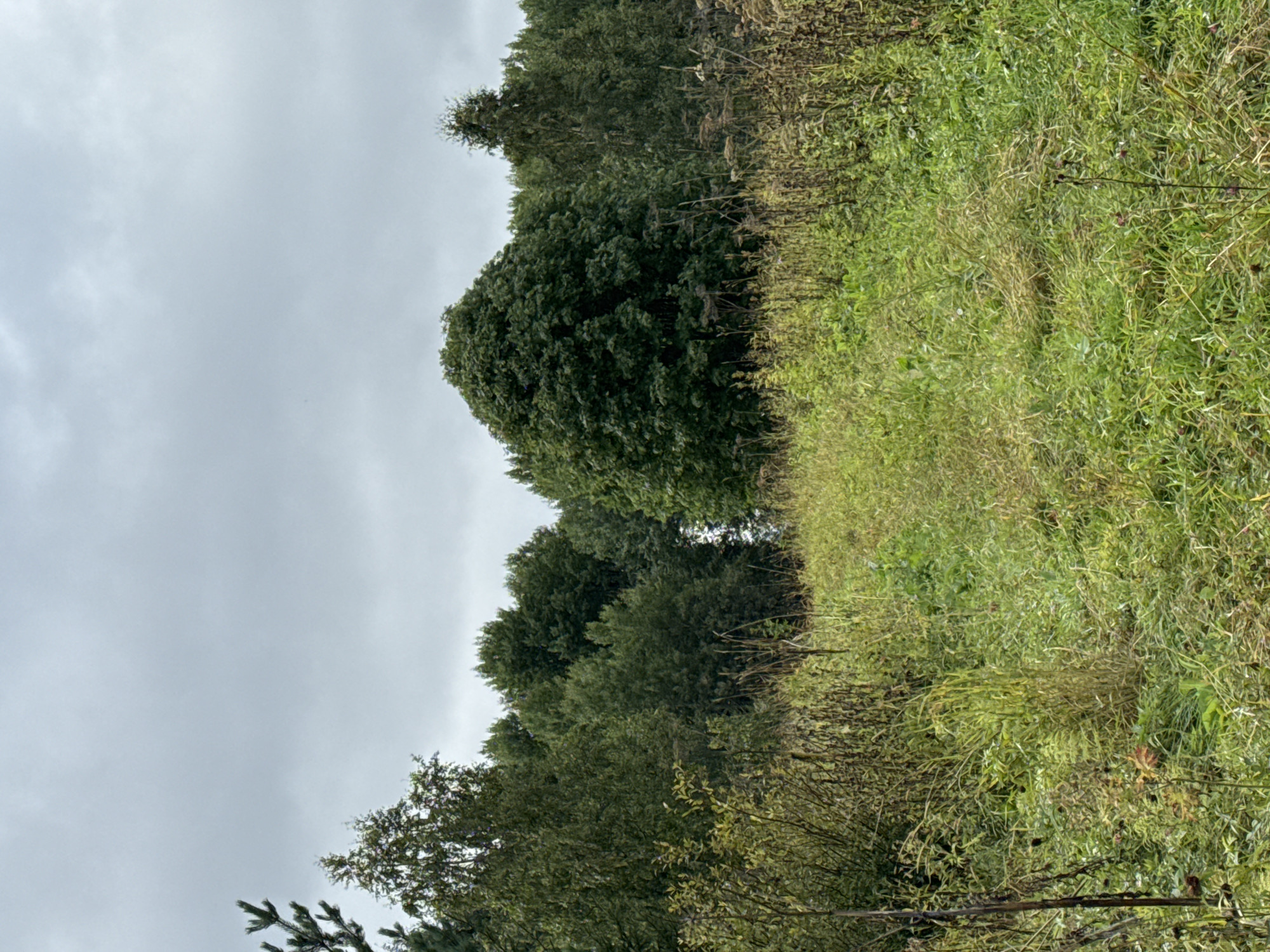 The image depicts a natural landscape with a cloudy sky overhead. In the foreground, tall green grass and dried plants create a wild, unkempt meadow. A path, or perhaps a worn trail, meanders through the dense vegetation, leading towards a dense line of trees in the middle ground. The trees are a mix of deciduous and coniferous species, forming a thick forest canopy. Behind the trees, a body of water, possibly a lake or a river, is partially visible, reflecting the overcast sky. The overall impression is one of rural tranquility, characteristic of the outskirts of Chizhikovo, Russia. There are no people or animals visible in the scene.