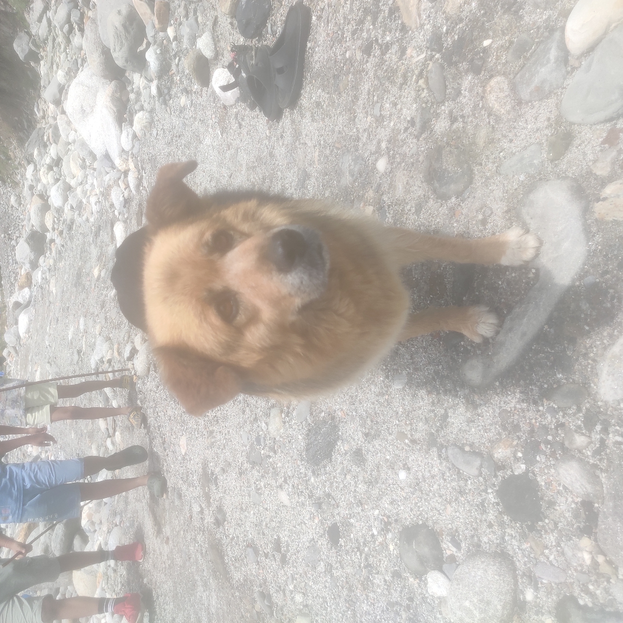 In Batahar, India, a medium-sized, light brown dog with darker fur around its ears and muzzle stands on a rocky and sandy riverbed. The dog is facing the camera, and its gaze is directed slightly downwards. In the background, several people, appearing to be children or adolescents, are partially visible. One person on the left is wearing red shoes and grey shorts. Another person in the center is wearing blue shorts. A third person on the right is wearing light-colored shorts and sandals. The environment is characterized by numerous grey and white rocks of various sizes scattered across the ground. A pair of black slip-on shoes and a pair of black sandals are placed on the rocks to the right of the dog. The scene suggests an outdoor recreational setting near a body of water, likely a river or stream, given the rocky terrain. The lighting indicates it is daytime.