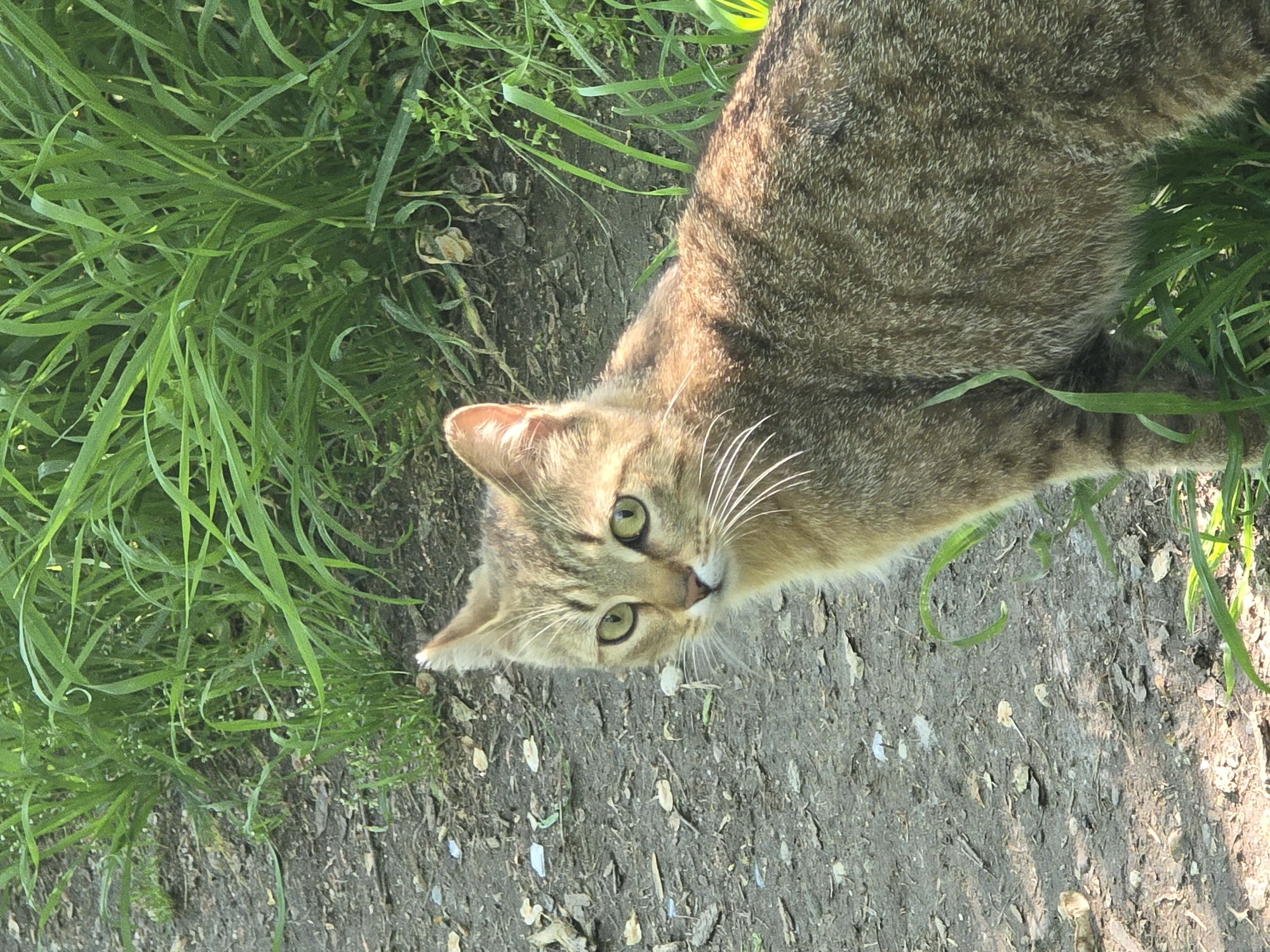 A tabby cat is seen in a grassy area with a dirt path. The cat's face is towards the viewer, and the cat is partially obscured by the grass on the left side. The path appears to be scattered with small debris.