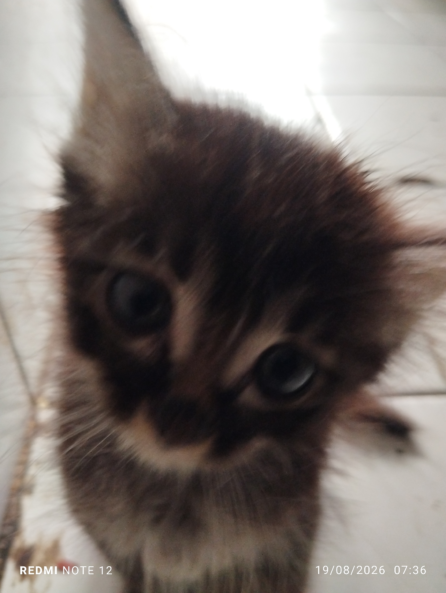 The image is a close-up, blurry, portrait-oriented photograph of a dark-furred kitten's face. The kitten is looking directly at the camera with large, dark eyes. Its ears are pointed and covered in fur. The background is out of focus and appears to be a light-colored, tiled surface. Text overlay at the bottom left reads "REDMI NOTE 12" and at the bottom right reads "19/08/2026 07:36". There are no discernible details about the city of Bekasi, Indonesia, or any human presence.
