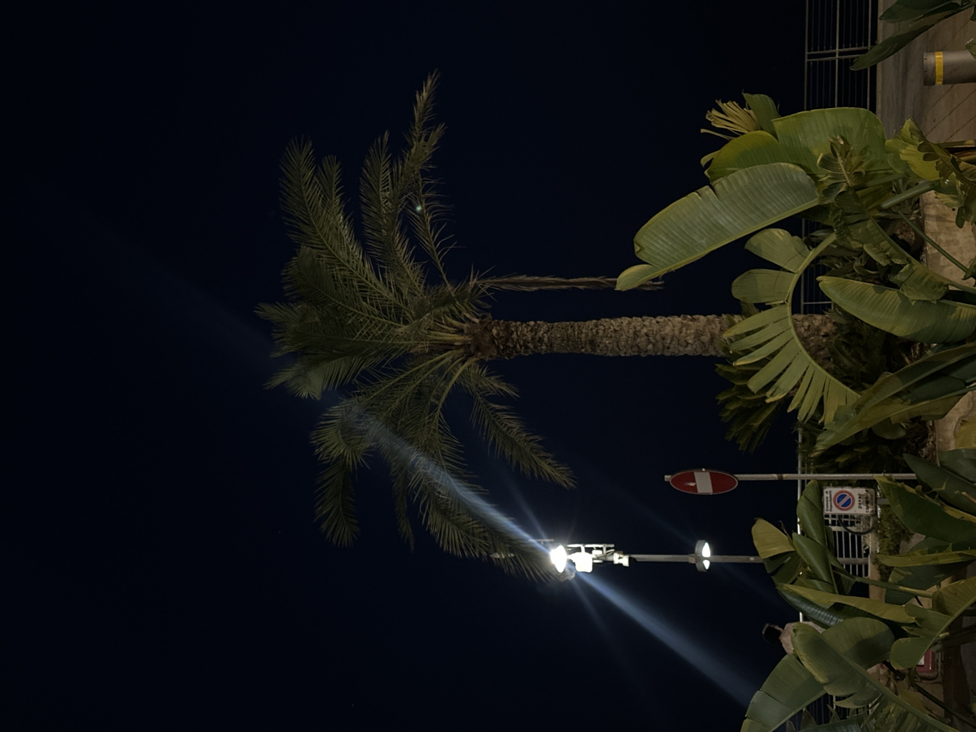 At night in Ospedaletti, Italy, a palm tree stands tall against a dark sky, its fronds illuminated by a nearby streetlamp. In the foreground, lush green foliage, likely from Strelitzia plants, frames the scene. A street sign indicating "No Entry" with a red circle and horizontal white bar is visible to the right of the palm tree. Another sign below it appears to be a parking restriction sign. A person is walking in the background, and a metal railing lines the perimeter of an elevated walkway or promenade. The ground is paved with interlocking stones.