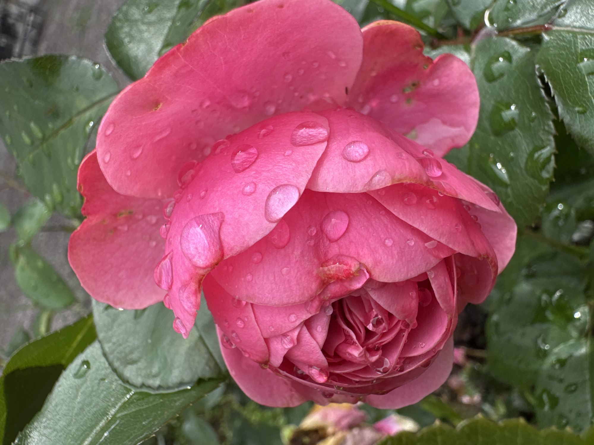A close-up, top-down shot shows a blooming pink rose with water droplets on its petals. The rose is in the center of the frame, with its petals unfurling to reveal a tightly packed center. Green leaves surround the rose, also speckled with water droplets. The background is blurred, suggesting a natural setting. The image does not contain any people or any identifiable landmarks that would allow for specific location within Steklyannyi, Russia to be determined.