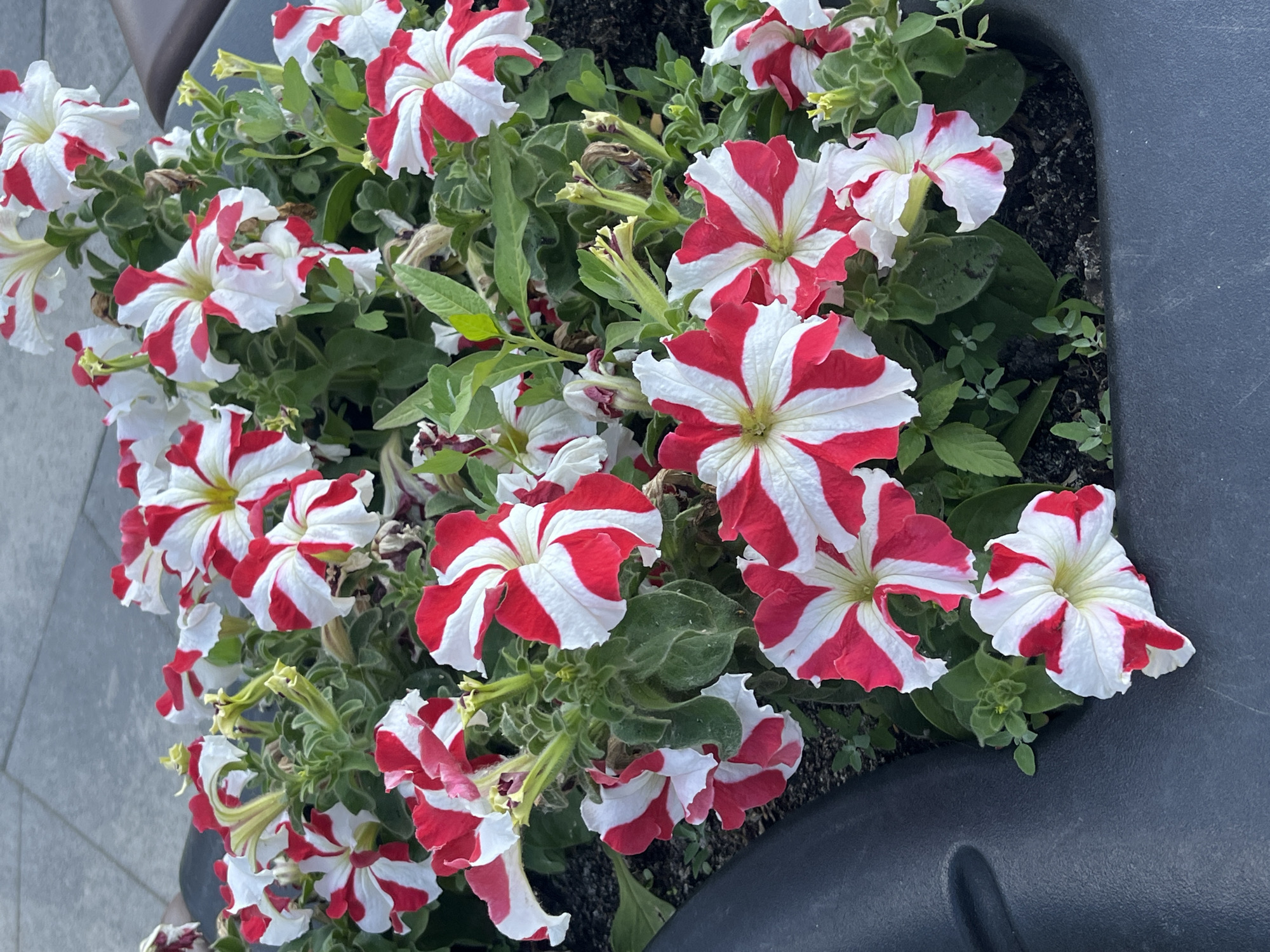 A medium shot captures a close-up view of a cluster of vibrant red and white striped petunias blooming in a dark gray planter. The flowers are the main subjects, with many in full bloom, displaying their distinctive striped petals radiating from a central yellow stamen. Some buds and wilted flowers are also visible, suggesting the ongoing life cycle of the plants. Green leaves and stems form a dense backdrop to the flowers. The planter itself is a dark, textured material, with a portion of its curved edge visible along the bottom and left side of the frame. In the upper background, a grey, paved surface, possibly a sidewalk or plaza, can be seen, suggesting an outdoor urban setting. The lighting is natural, creating soft shadows and highlighting the colors of the flowers. The scene appears to be a decorative element in a public space.