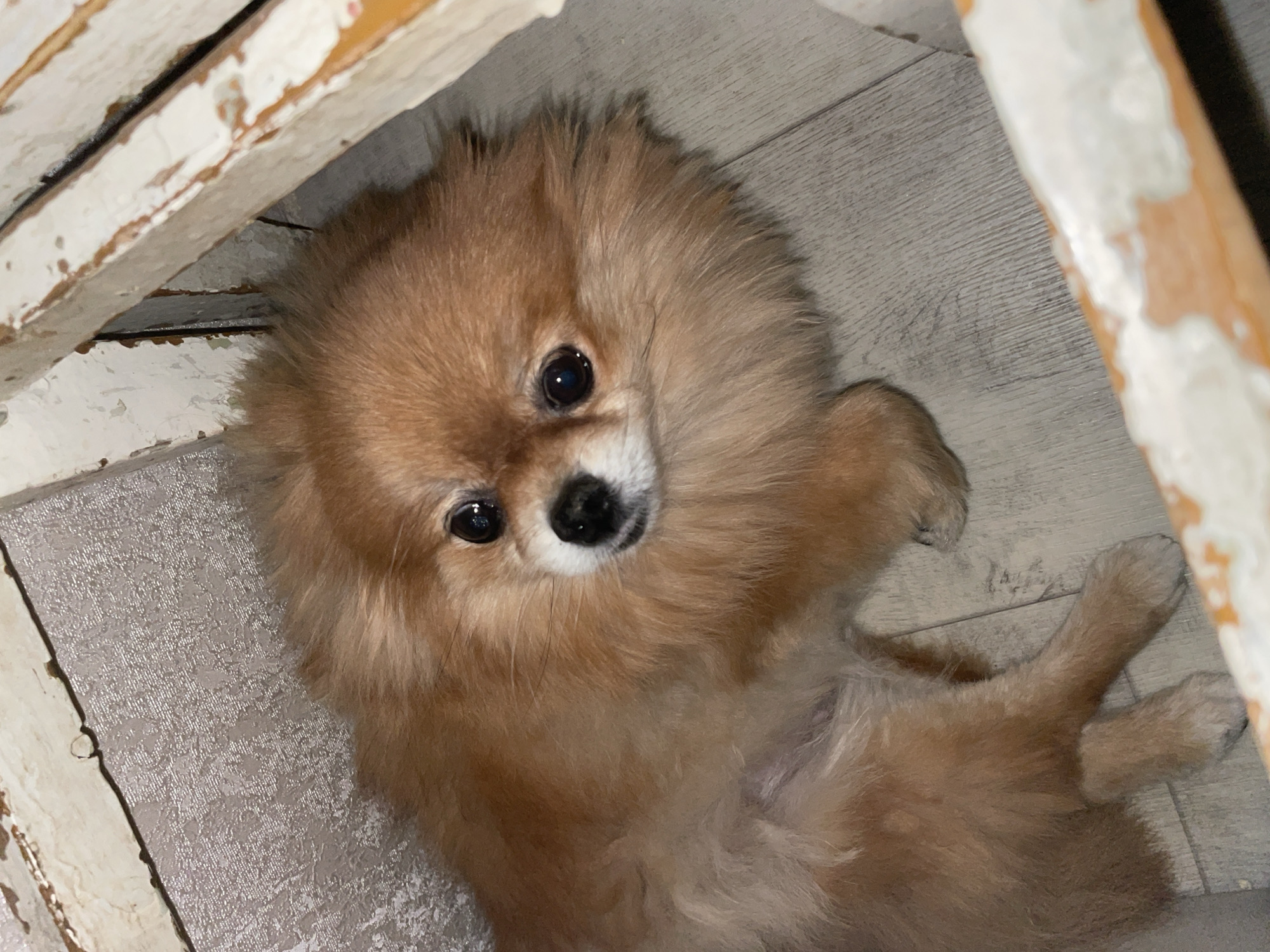 A medium-sized, tan-colored Pomeranian dog lies on its back on a gray, wood-patterned floor. The dog has fluffy fur and dark eyes. The dog appears to be partially underneath a white wooden structure, possibly a piece of furniture or shelving unit, with exposed wood where paint has chipped off. The location is not identifiable as Perm, Russia, based on the visual information.