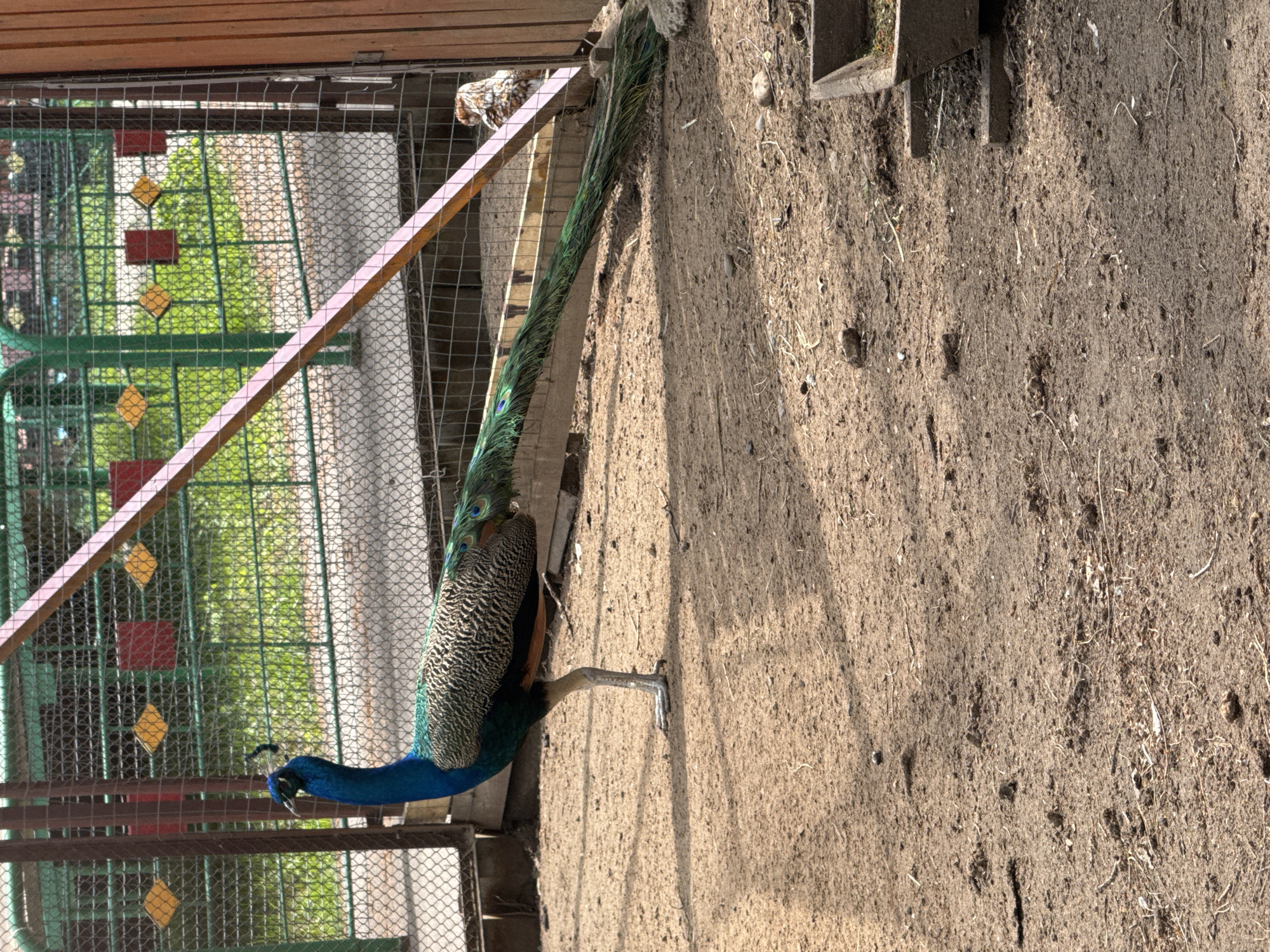 A peacock stands on a dirt ground next to a metal cage at an unidentified location in Chaikovsky, Russia. The bird has a blue head and neck, a black and white speckled body, and a long green tail. The cage behind it has green bars with red and yellow accents. A bird is also present in the background, inside the cage. A wooden structure is visible above the cage. The ground is dry and contains small pieces of debris. A shadow covers part of the scene.