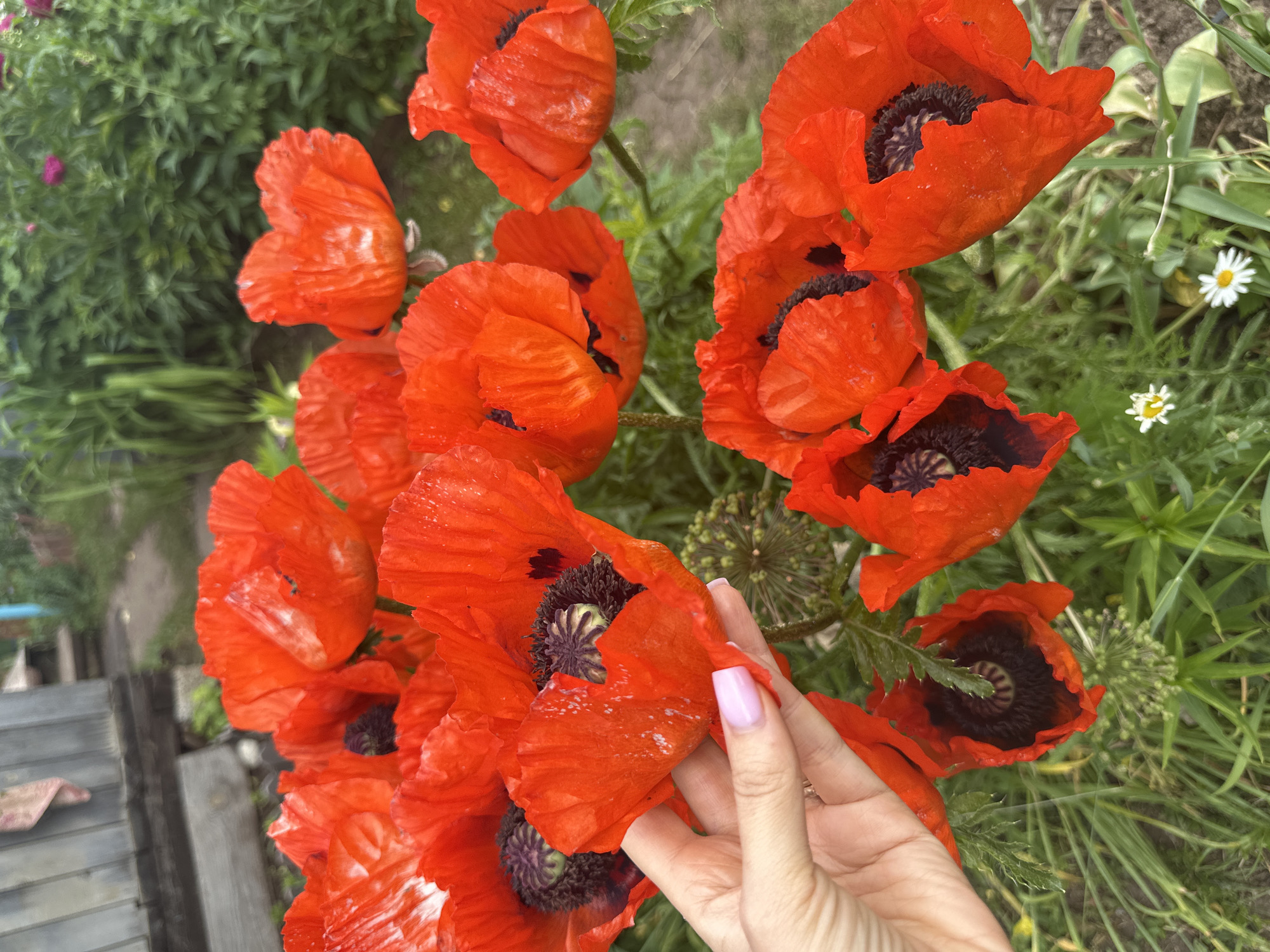 The image depicts a close-up view of several bright red poppies in bloom, with a person's hand gently holding one of the petals. The poppies are clustered together, with their dark centers clearly visible. Green foliage and some small white flowers are visible in the background, suggesting a garden setting. In the upper left corner, a portion of a weathered wooden structure, possibly a fence or shed, can be seen. The overall scene conveys a sense of natural beauty and the delicate touch of human interaction with the flowers. The presence of a wooden structure and the type of flora suggest a possible rural or suburban environment. Without additional context, the specific location in Chaikovsky, Russia, cannot be definitively determined from the image alone.