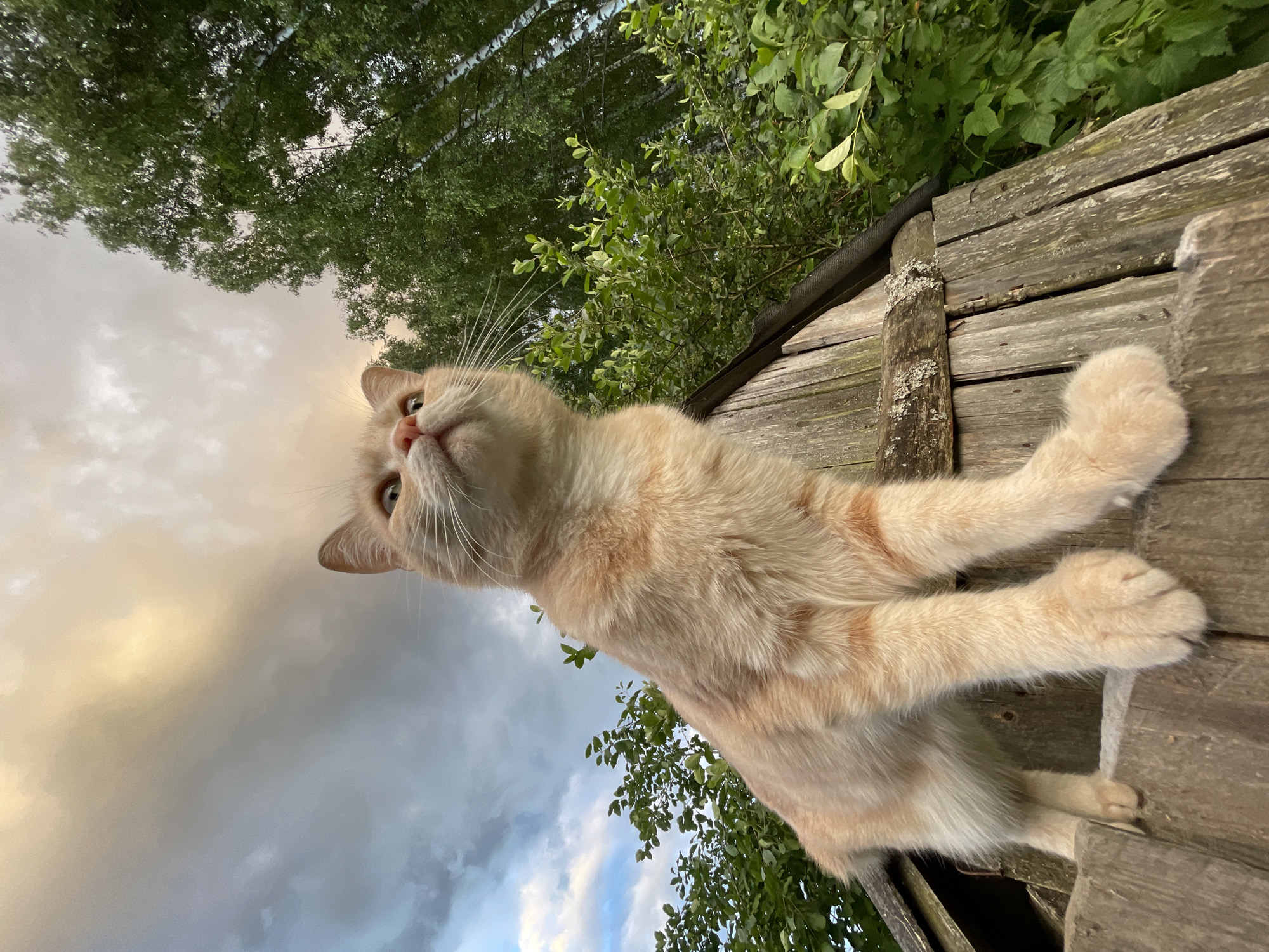 A light orange tabby cat with white paws and muzzle is perched on a rustic wooden structure, possibly a fence or an outbuilding, with its body angled towards the camera. The cat is looking upwards and to the left, its ears perked and eyes wide, suggesting curiosity or alertness. Its front paws are extended, one resting on the wooden surface and the other reaching out.
The background is a dramatic sky filled with clouds, hinting at either a sunset or a storm. The sky transitions from a pale yellow to shades of gray and blue, with streaks of light breaking through. Lush green foliage from trees frames the scene from above and to the right, suggesting an outdoor setting, likely in a natural or rural environment. The wooden structure itself appears aged, with weathered planks and visible nails, adding to the rustic feel of the scene.
The time of day appears to be late afternoon or early evening, given the quality of the light in the sky. The weather seems overcast but with hints of sunlight, creating a dynamic and slightly moody atmosphere. The location is identified as Zarachny, Russia. There is no visible text in the image. The overall impression is one of a curious cat observing its surroundings in a natural, outdoor setting during a time of changing light.