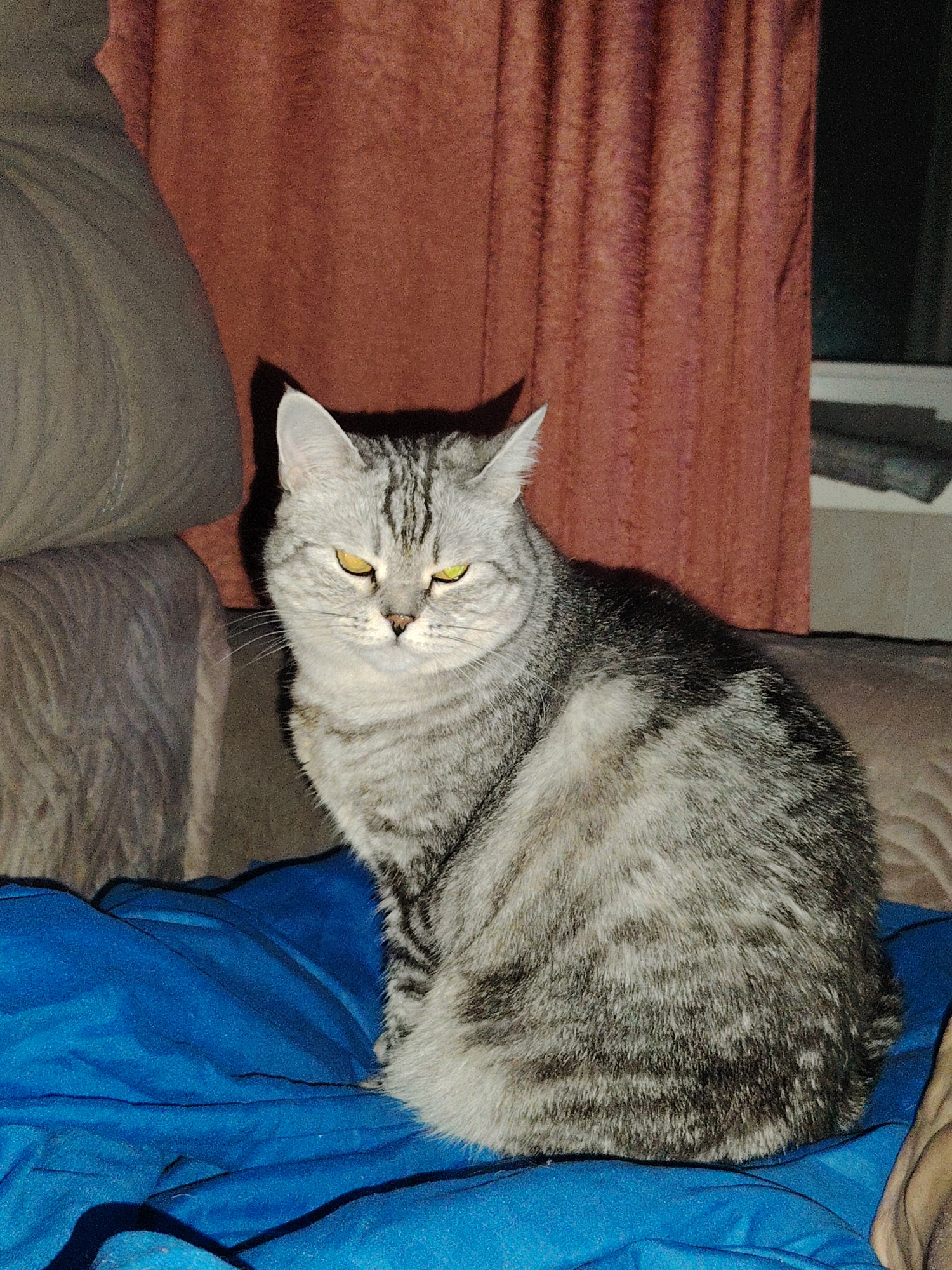 A gray tabby cat with yellow eyes sits on a blue surface. Behind the cat is a brown curtain, a cushion, and a window.