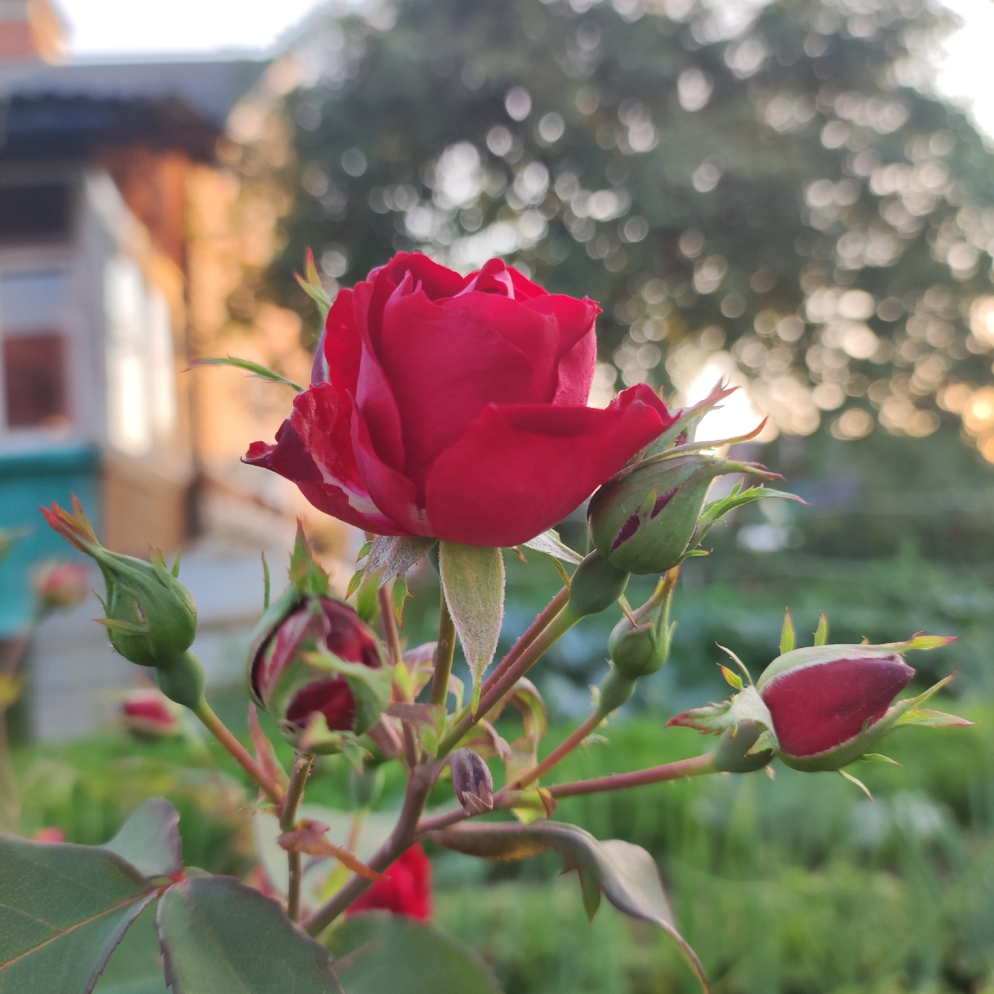 This image captures a close-up view of a red rose in bloom, with several rose buds surrounding it, on a plant in what appears to be a garden. The background is blurred, showing hints of a building with warm-toned siding and a teal-colored trim, as well as soft, out-of-focus greenery and bokeh lights, suggesting an outdoor setting, possibly during twilight or early morning. The focus is sharp on the rose and its buds, highlighting the texture and vibrant color of the petals and the green of the sepals. The image is taken from a slightly low angle, looking up towards the rose. No people or animals are visible. The scene is calm and natural, with the rose being the central subject.