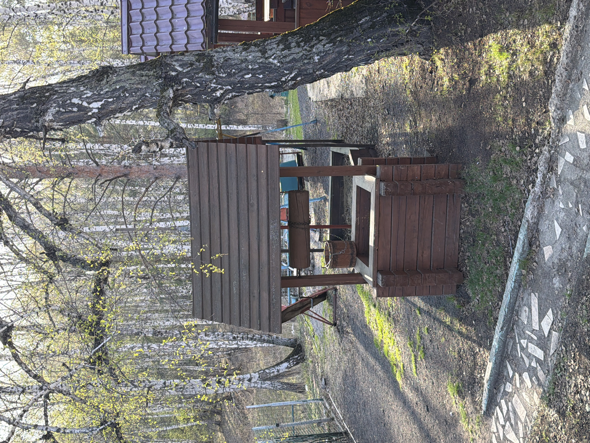 The image shows a wooden well structure with a roof in a wooded area near Taskino, Russia. The well is made of dark brown wood and has a bucket hanging inside. A birch tree trunk is visible behind the well, and birch trees with new green leaves line the background. The ground is covered with dirt, grass, and some scattered leaves. A concrete path or border with inlaid mosaic-like pieces runs along the right side of the image. In the background there is a building with a roof. A partially visible wire fence is present near the trees on the left.