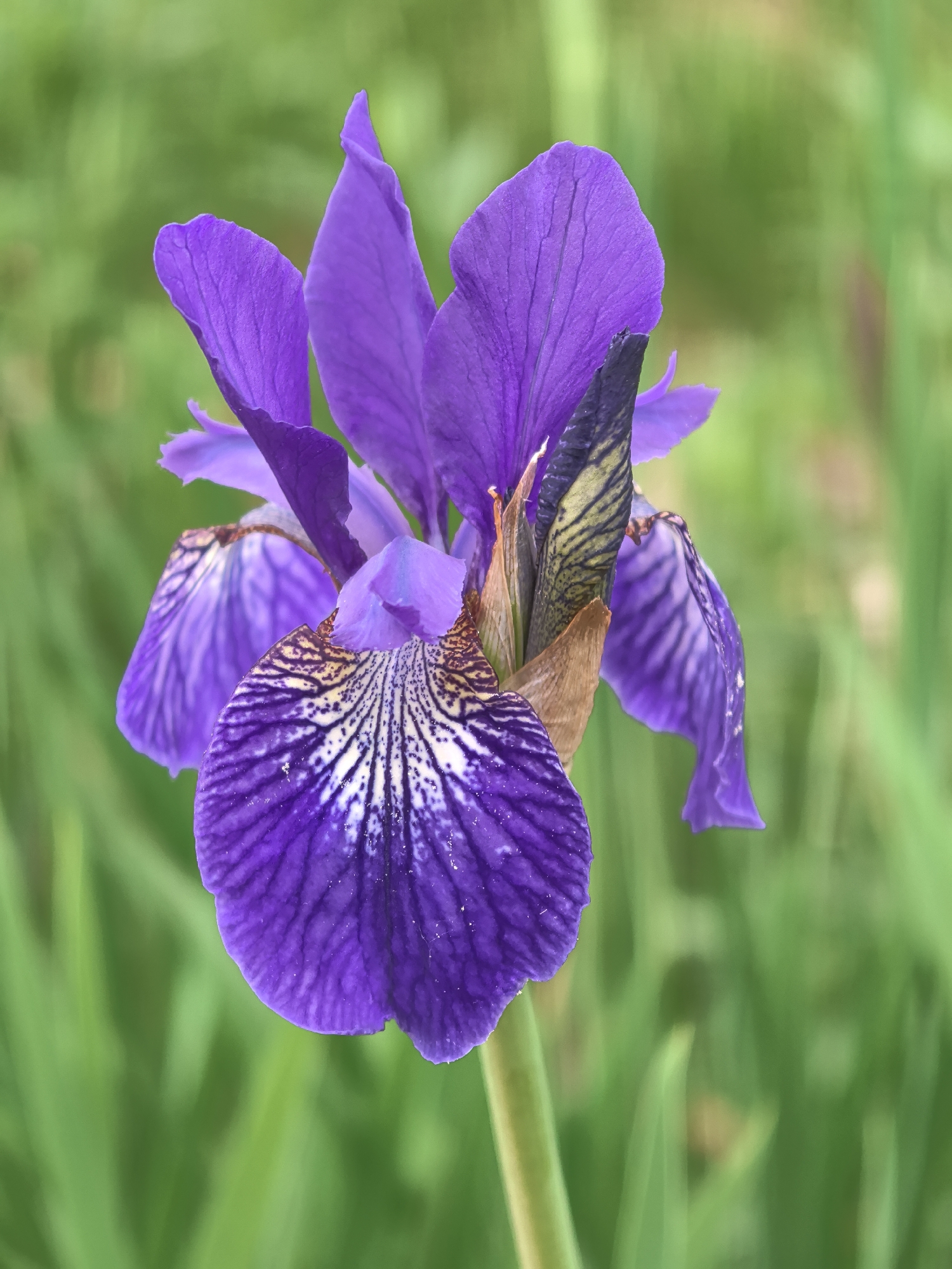 A close-up shot reveals a vibrant purple Iris flower in full bloom, set against a blurry green background of grass. The flower has multiple petals, some upright and others drooping. The lower petal exhibits dark purple veins highlighted by white markings near the center. Adjacent to the petals are structures of brown and black, suggesting the flower's base or bud. The flower is supported by a green stem. The image's location, the city of Perm, Russia, is not ascertainable from the visual information.