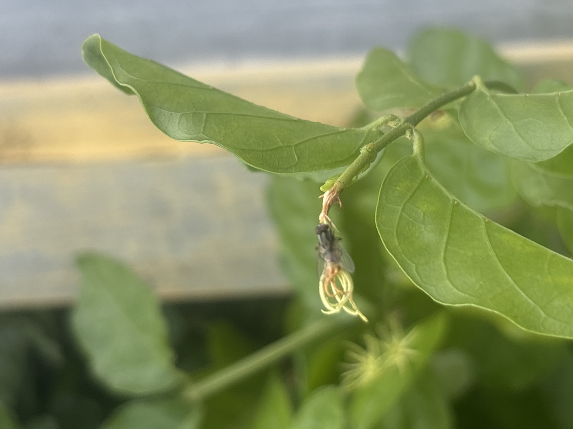 A close-up, eye-level shot captures a small, grey fly with prominent red eyes perched on a delicate, pale yellow flower bud. The fly's body is segmented, and its wings are translucent. The flower bud has a twisted, almost coiled appearance, with thin tendrils extending outwards. The surrounding foliage is a vibrant green, with some leaves blurred in the background. A hint of a light-colored vertical structure, possibly a wall or fence, is visible in the upper right corner of the image. The scene appears to be outdoors, possibly in a garden in Lhokseumawe, Indonesia, given the lush greenery.