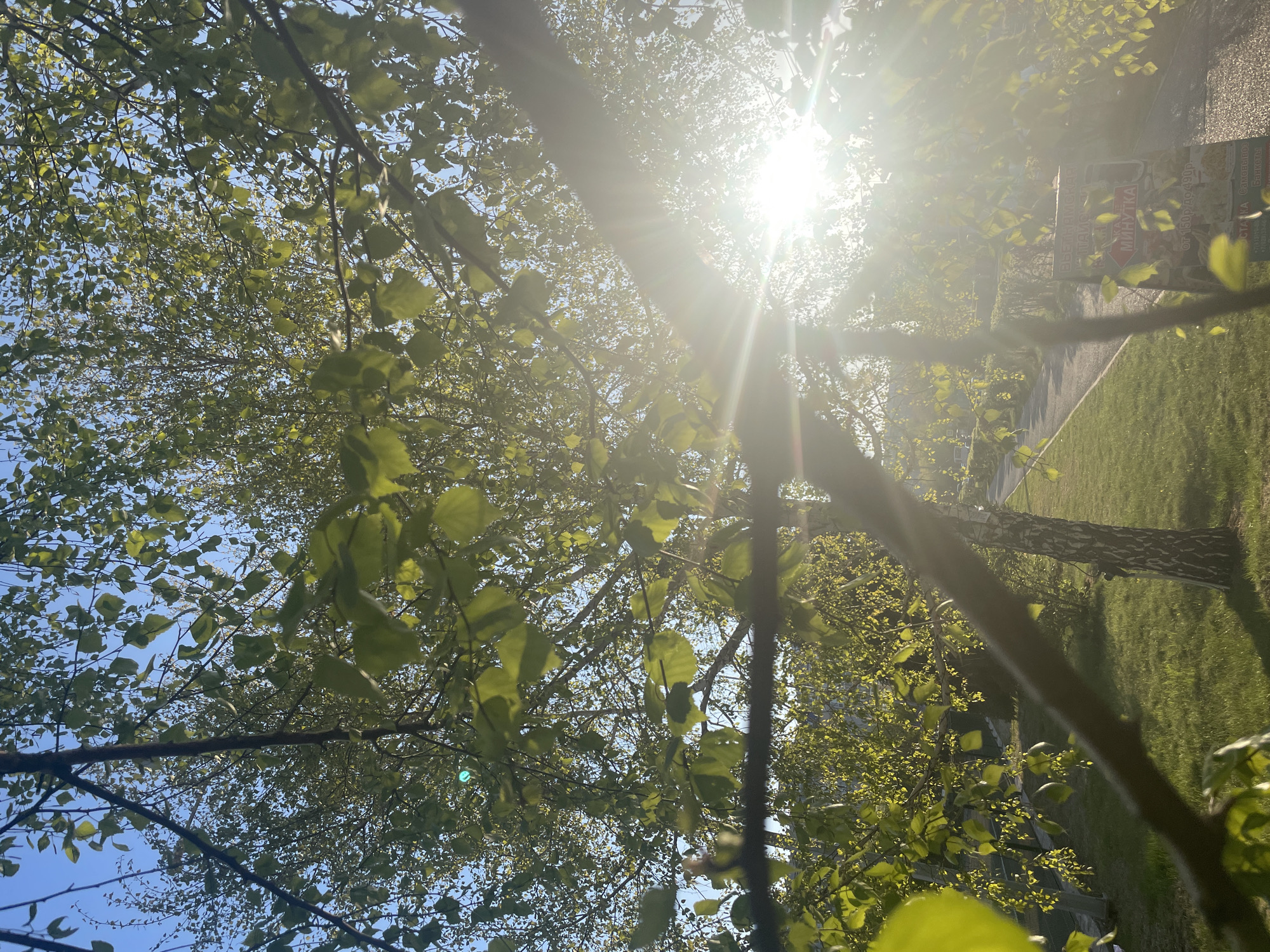 The image depicts a view looking up through the branches of a tree towards the sun. The foliage is green, and the sky is visible in patches between the leaves. The sun is bright, creating a strong glare. Part of a tree trunk is also visible. A sign with text in Russian is visible in the background. The location is Krasnoyarsk, Russia. There is a walkway and grass visible in the background.