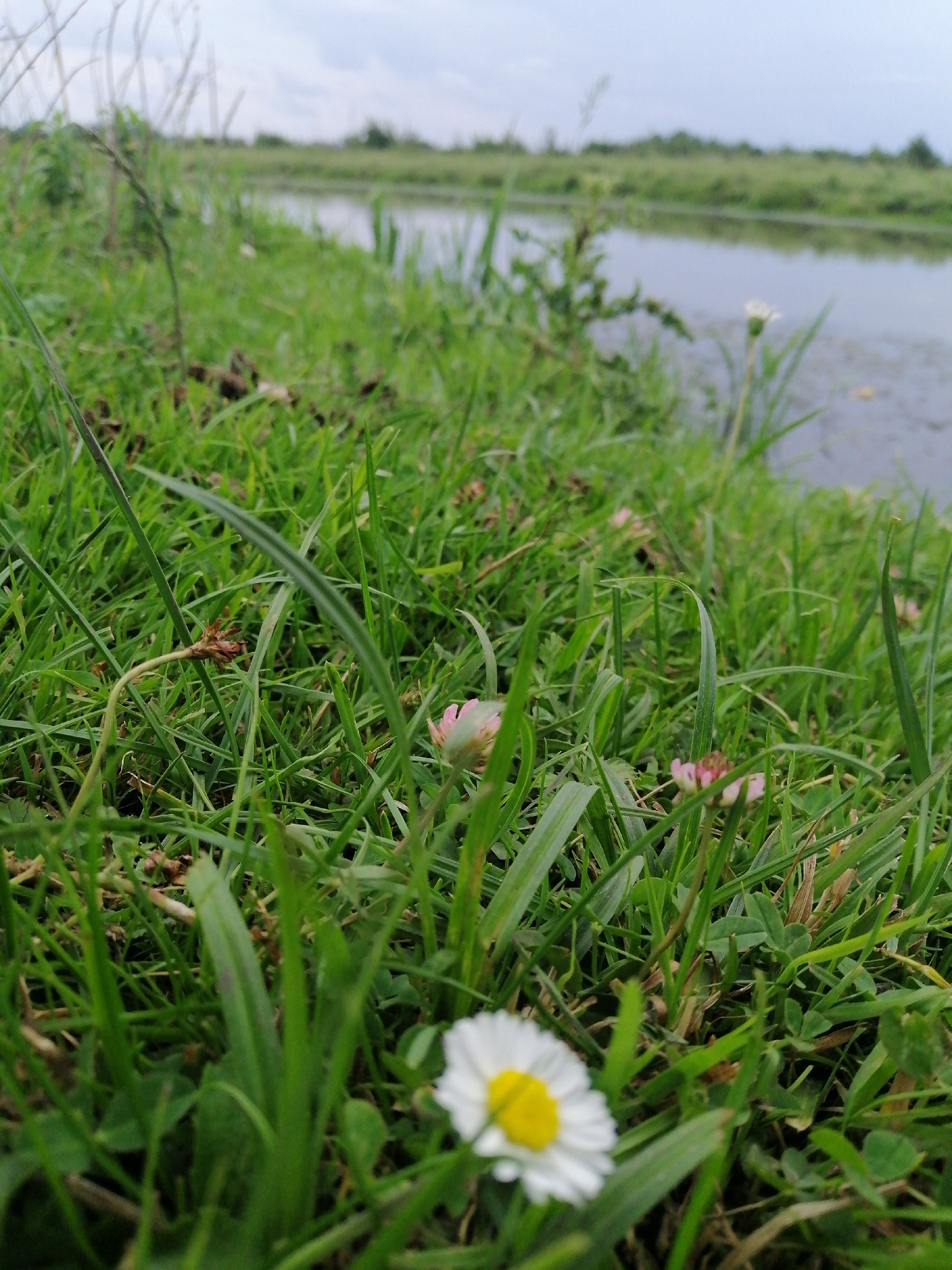 A close-up, low-angle shot captures a grassy embankment next to a body of water under an overcast sky. In the foreground, a single white daisy with a yellow center is in sharp focus, its petals slightly blurred. Surrounding the daisy are blades of green grass and a few small, pink clover flowers. In the background, the water's surface reflects the muted tones of the sky, and beyond the water, a line of green vegetation forms the horizon. The scene appears to be located in a natural setting, possibly a park or the edge of a rural area, consistent with the description of Krasnoluka, Ukraine, which is characterized by its natural landscapes and proximity to water. No people or animals are visible in the image.