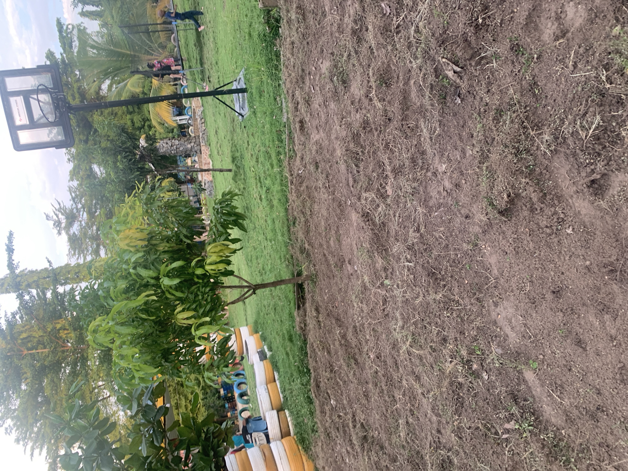An outdoor, full shot of a park area in Adankolo, Nigeria, shows a patch of recently tilled soil in the foreground. A small tree with green leaves is situated to the left of the center. Beyond the tree and tilled soil, the ground is covered in green grass. A row of colorful stacked tires, painted yellow, white, and black, is visible in the midground to the left. Further back, a basketball hoop with a black pole stands to the right of center. In the background, lush green trees and palm trees create a dense foliage. A trampoline is visible in the far background, with two children, a girl in a pink dress and a boy in a blue shirt and shorts, on it or near it. The sky is overcast with diffused light.