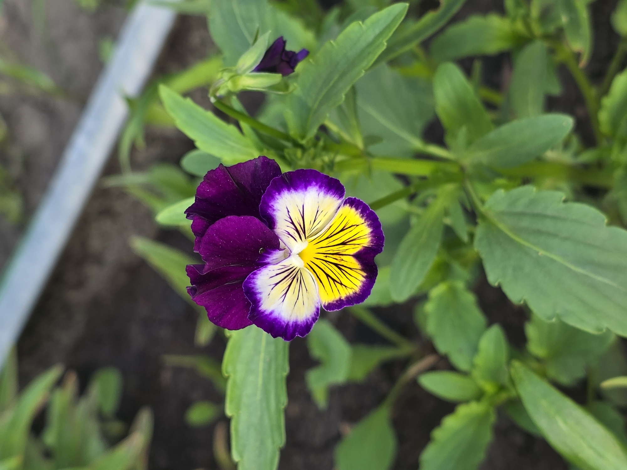 A close-up, vertical, eye-level shot captures a vibrantly colored pansy flower in bloom. The flower features deep purple petals that fade to white at the center, with striking yellow stripes radiating from the innermost part. The pansy is surrounded by lush green foliage, with hints of dark soil visible in the blurred background. A metal pipe or similar object runs horizontally through the upper portion of the frame, also out of focus. The scene appears to be outdoors, possibly in a garden, with no people or animals present. The lighting is natural and diffused, highlighting the delicate details of the flower. The location of Petrushenko, Russia, is not discernible from the image itself.