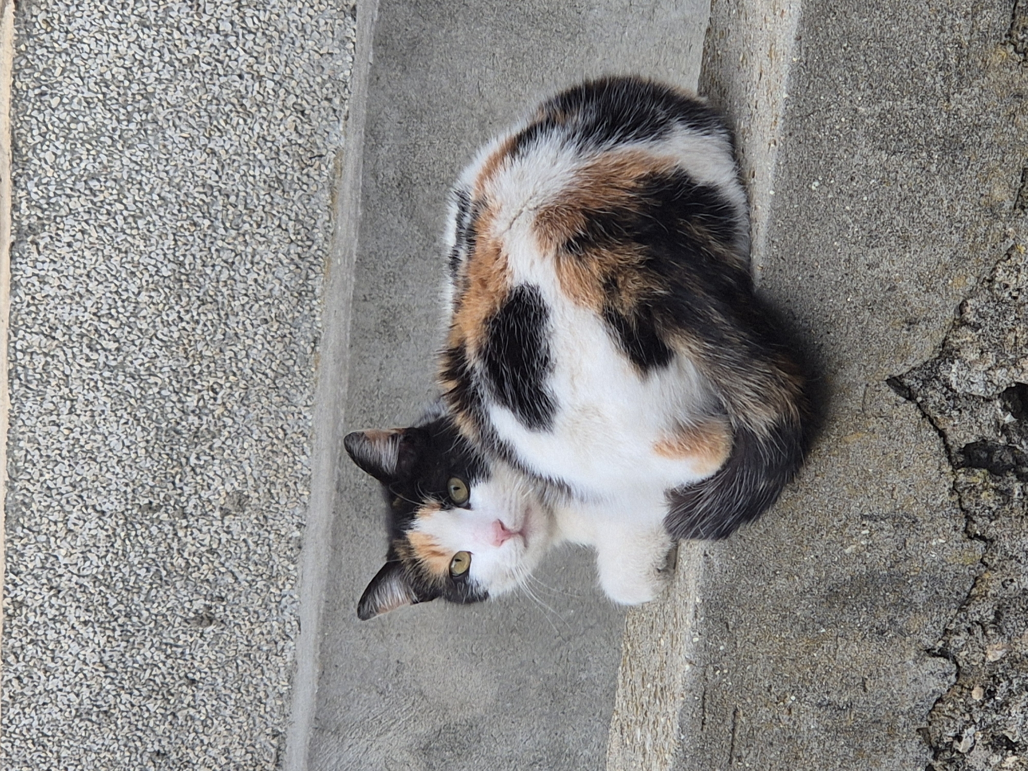 A calico cat lies on gray concrete steps. The location is Pavlikeni, Bulgaria. The cat is facing the camera with its green eyes visible. Its fur is a mix of white, black, and orange. The steps are adjacent to a surface that is grainy and rough in texture.
