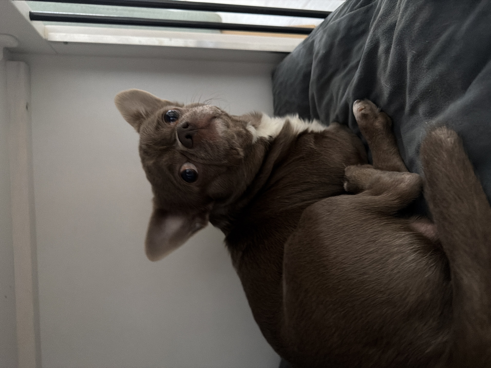 A small, brown and white dog lies curled up on a dark gray cushion or blanket. The dog is positioned near a window, with part of the white window frame visible in the background. The dog's head is tilted upwards, looking directly at the camera. The dog's paws are curled close to its body. The city of Votkinsk, Russia is not discernible in this image.